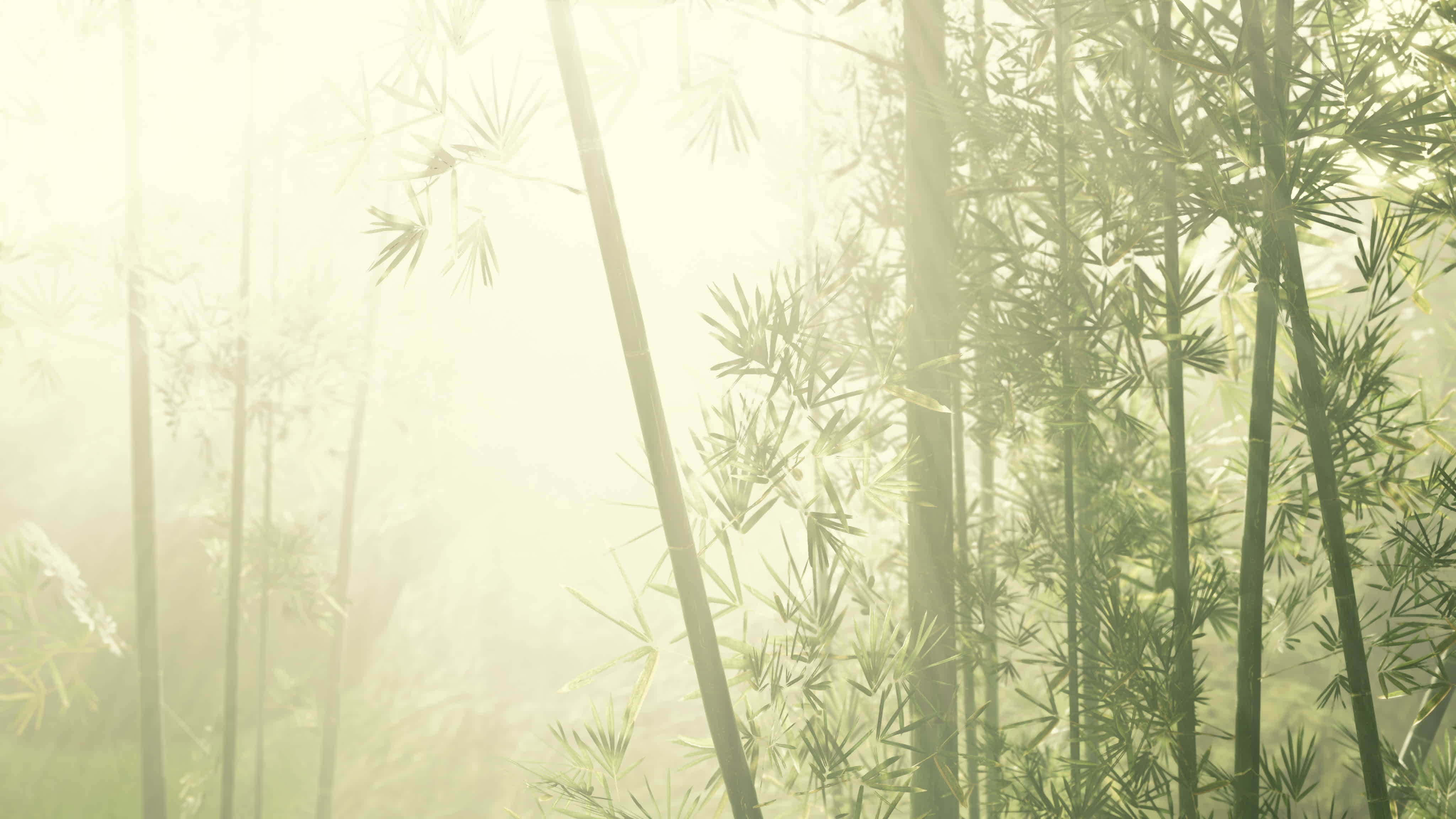 Chinese Bamboo, sunlight, tall bamboo stalks, 4K Desktop Wallpaper