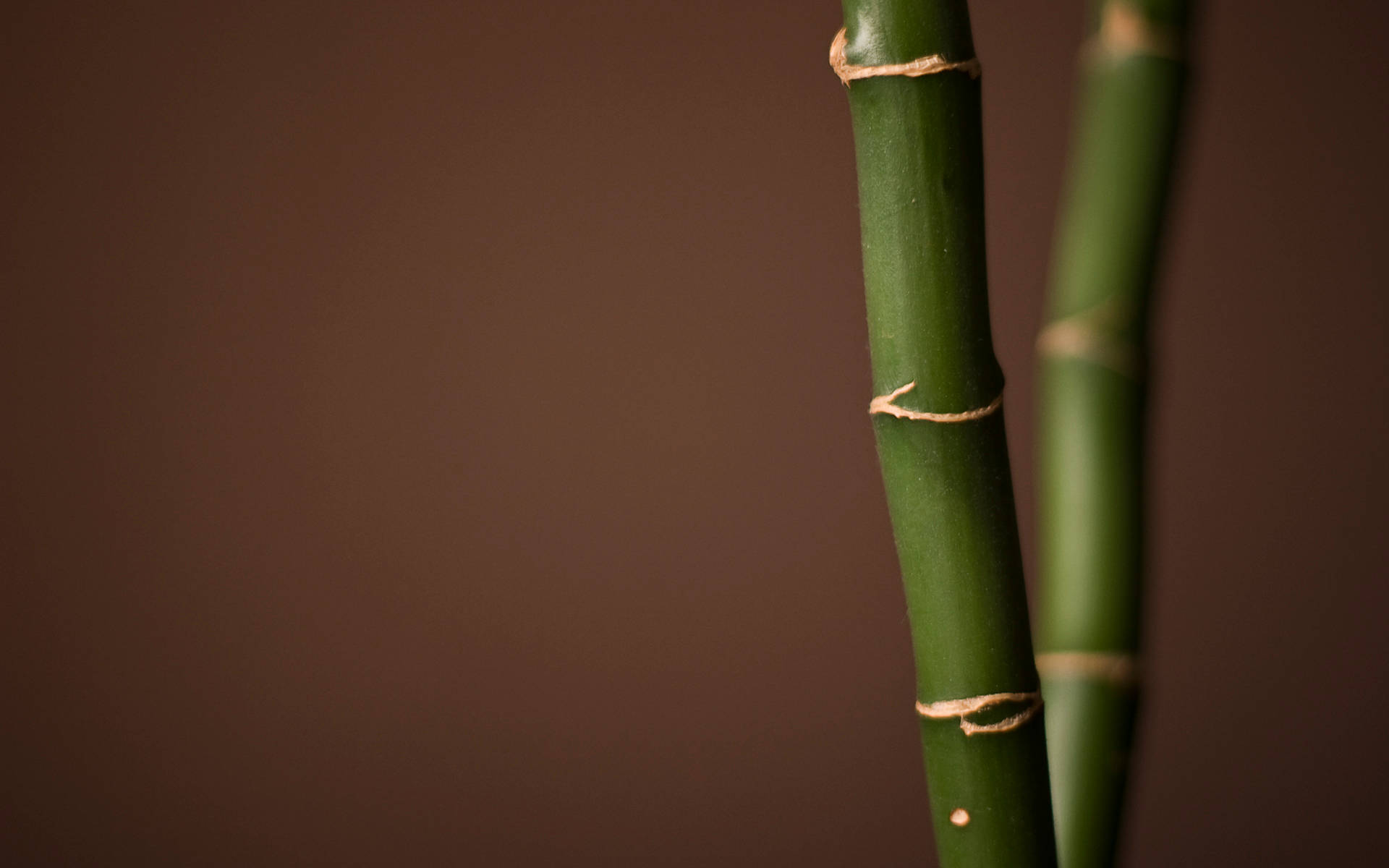 two bamboo sticks, green bamboo stalks, twine, Full HD Desktop Wallpaper