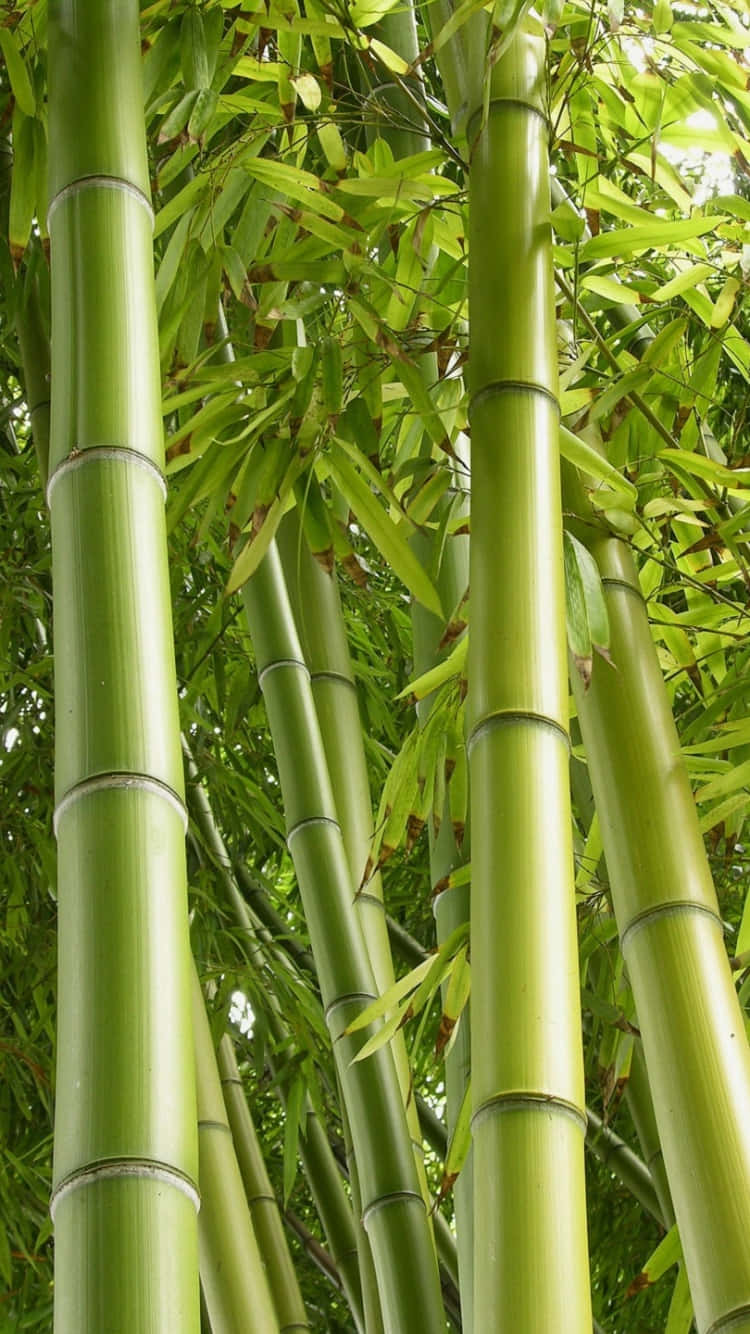 bamboo trees, green bamboo stalks, dense canopy, HD Phone Wallpaper