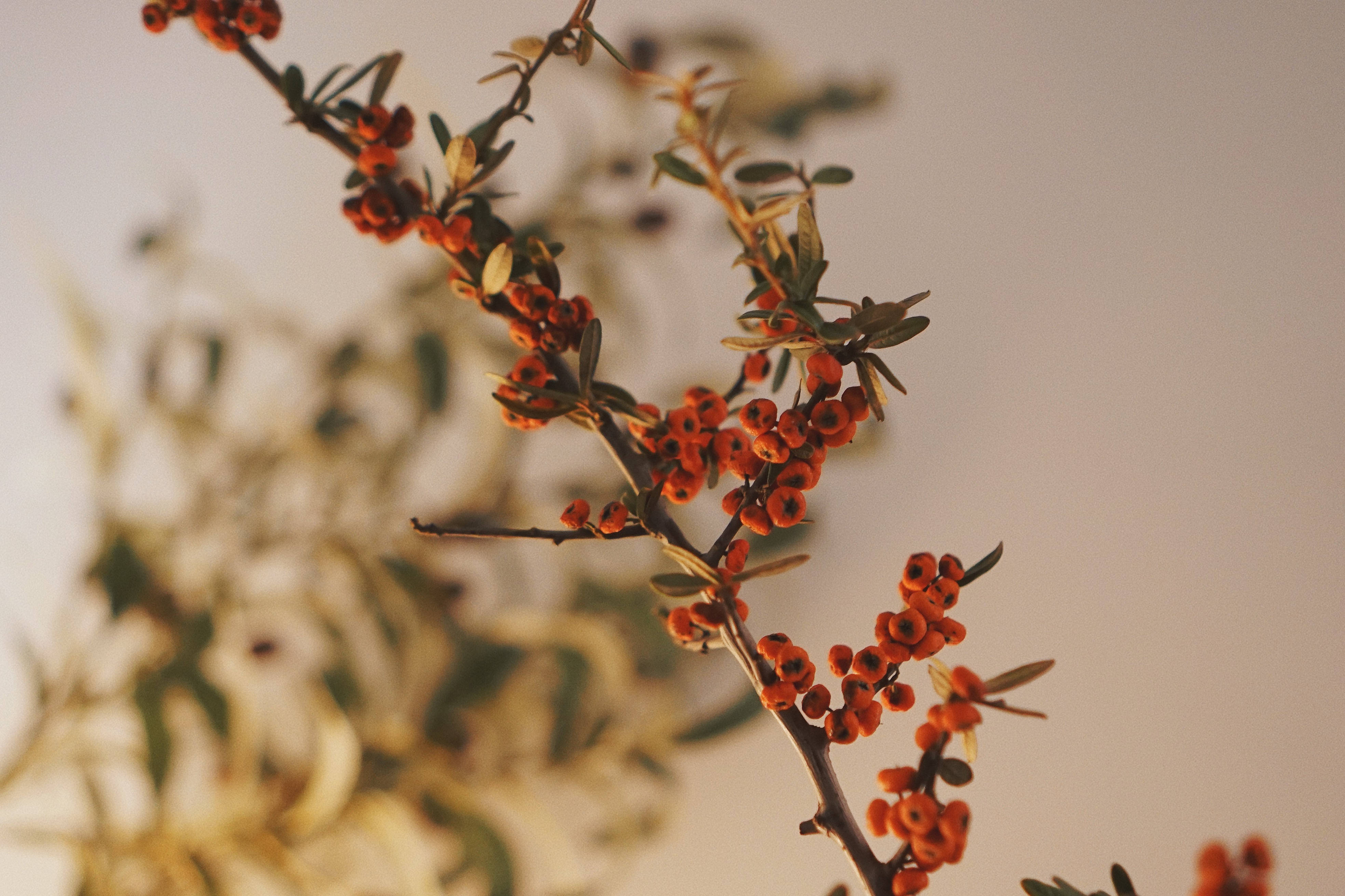 Aesthetic Clementines, Chinese New Year, vibrant orange berries, 4K Desktop Wallpaper