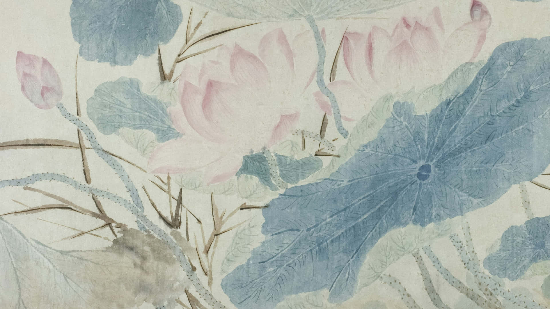 delicate lotus, soft pink lotus blooms, blue-green leaves, Full HD Desktop Wallpaper