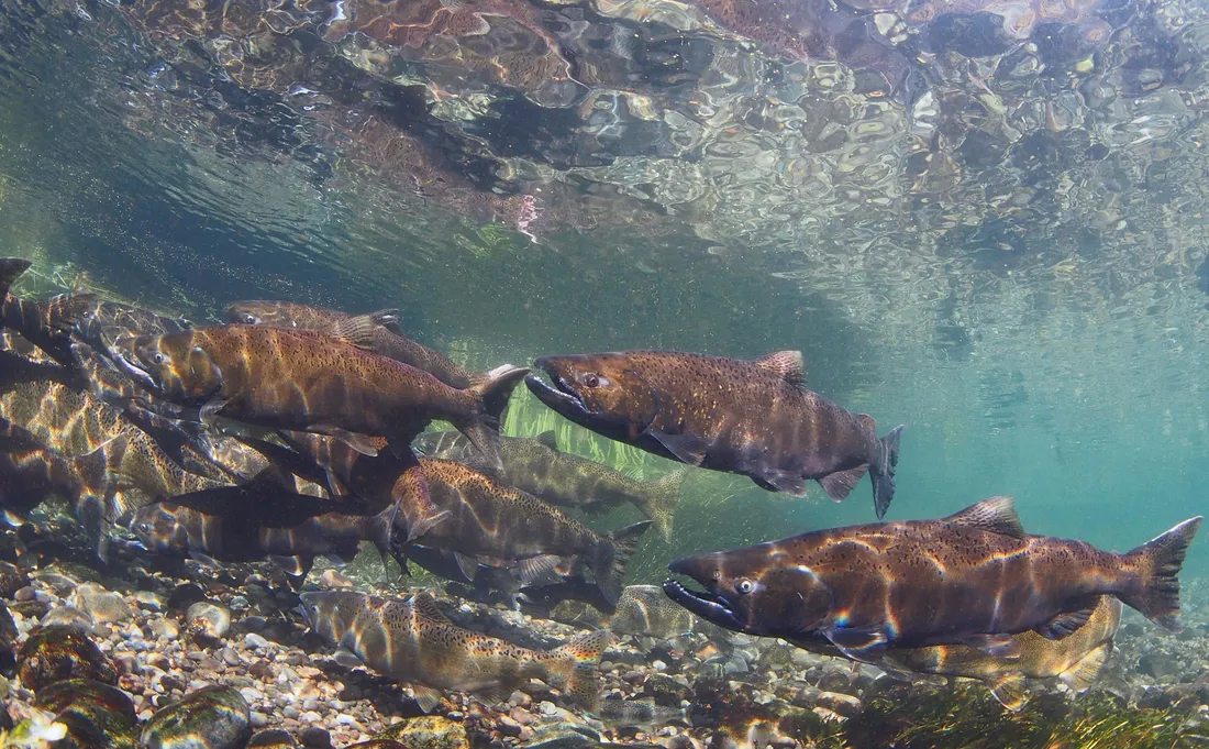 Chinook Salmon