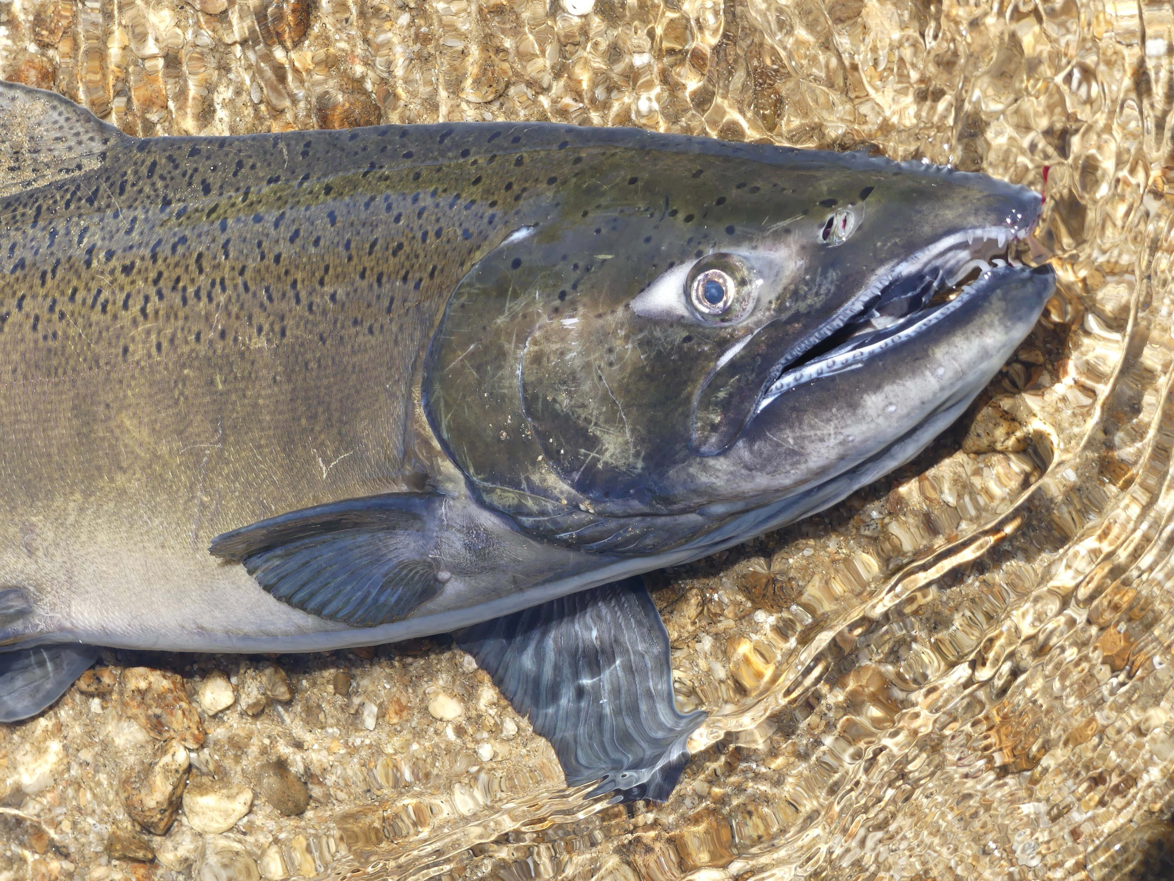 Chinook Salmon, shallow water, clear shallow water, 4K Desktop Wallpaper