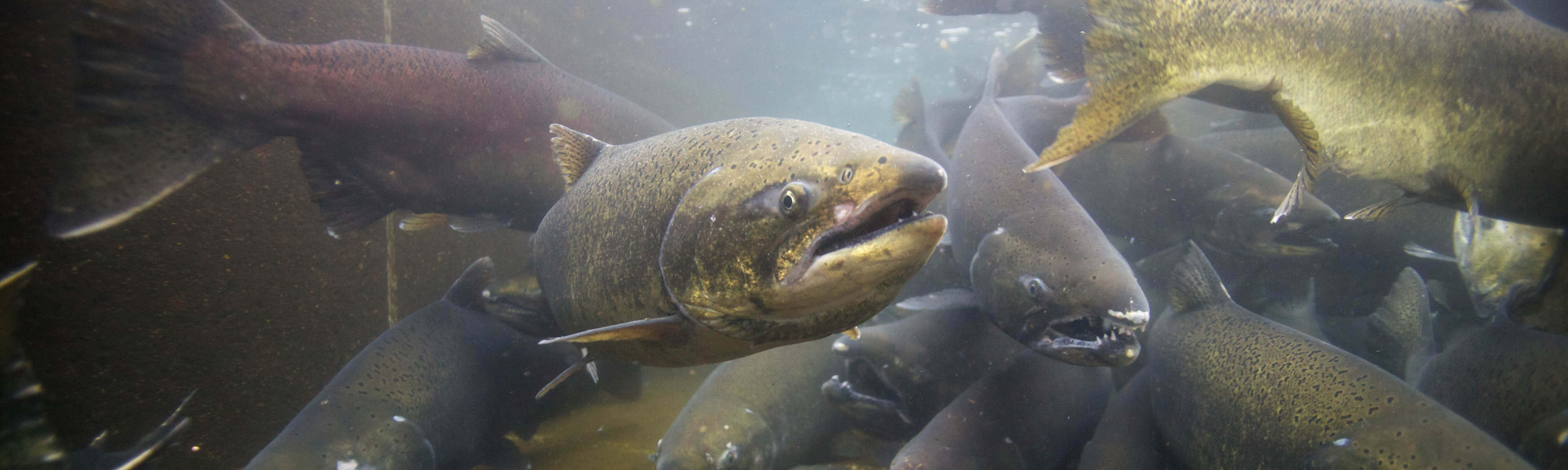 Chinook Salmon, school, underwater, 5K Desktop Wallpaper