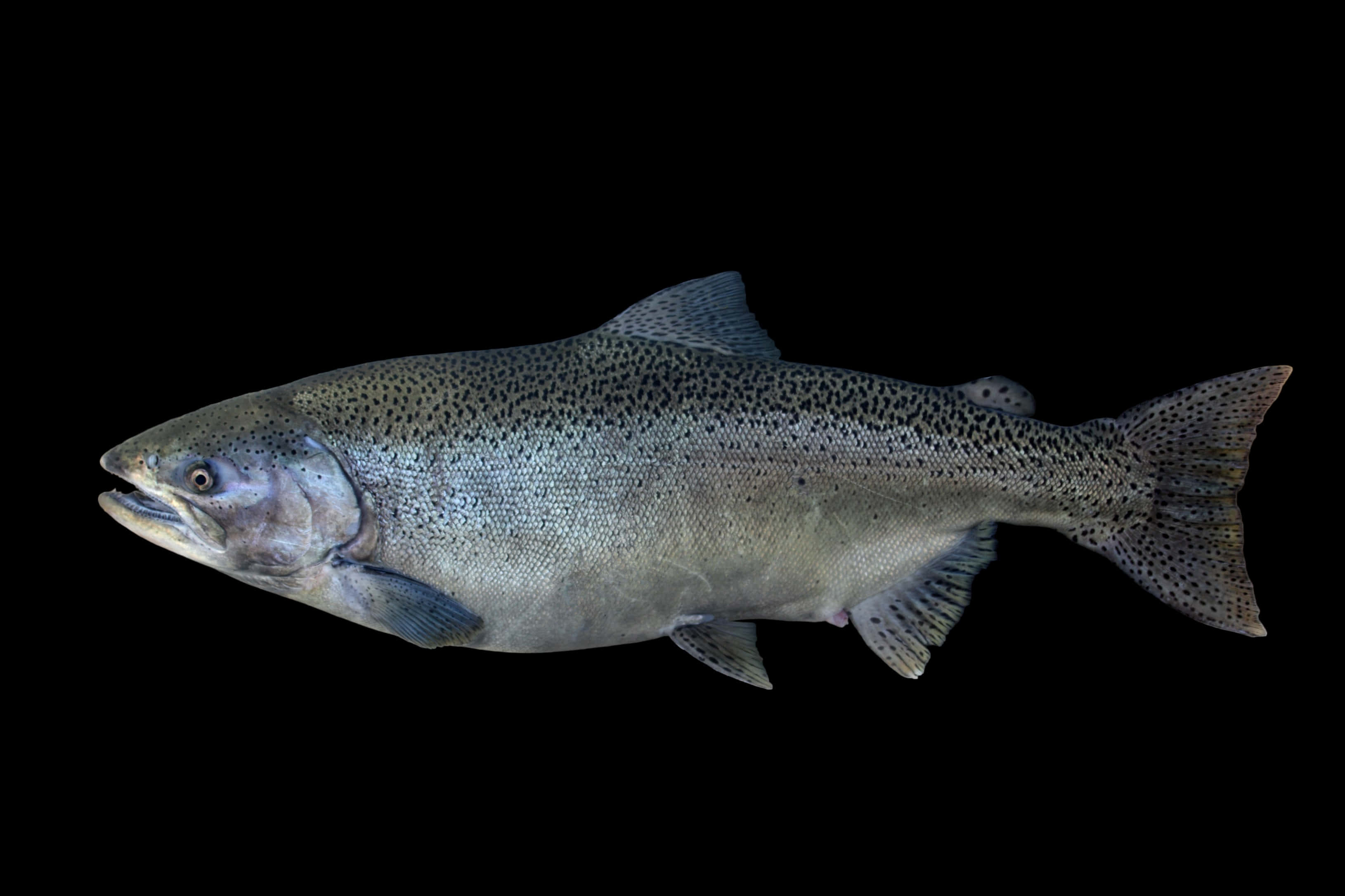 Chinook Salmon, silver, dark spots, 2K Desktop Wallpaper
