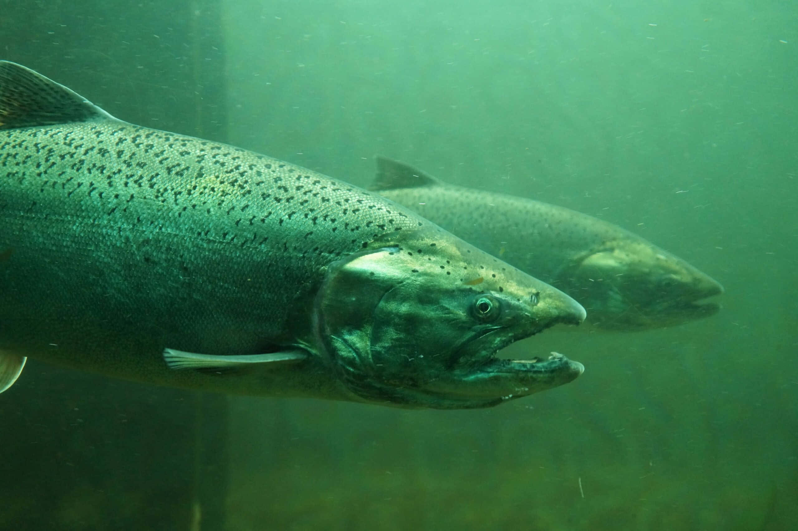 Chinook Salmon, murky green water, speckled scales, 2K Desktop Wallpaper