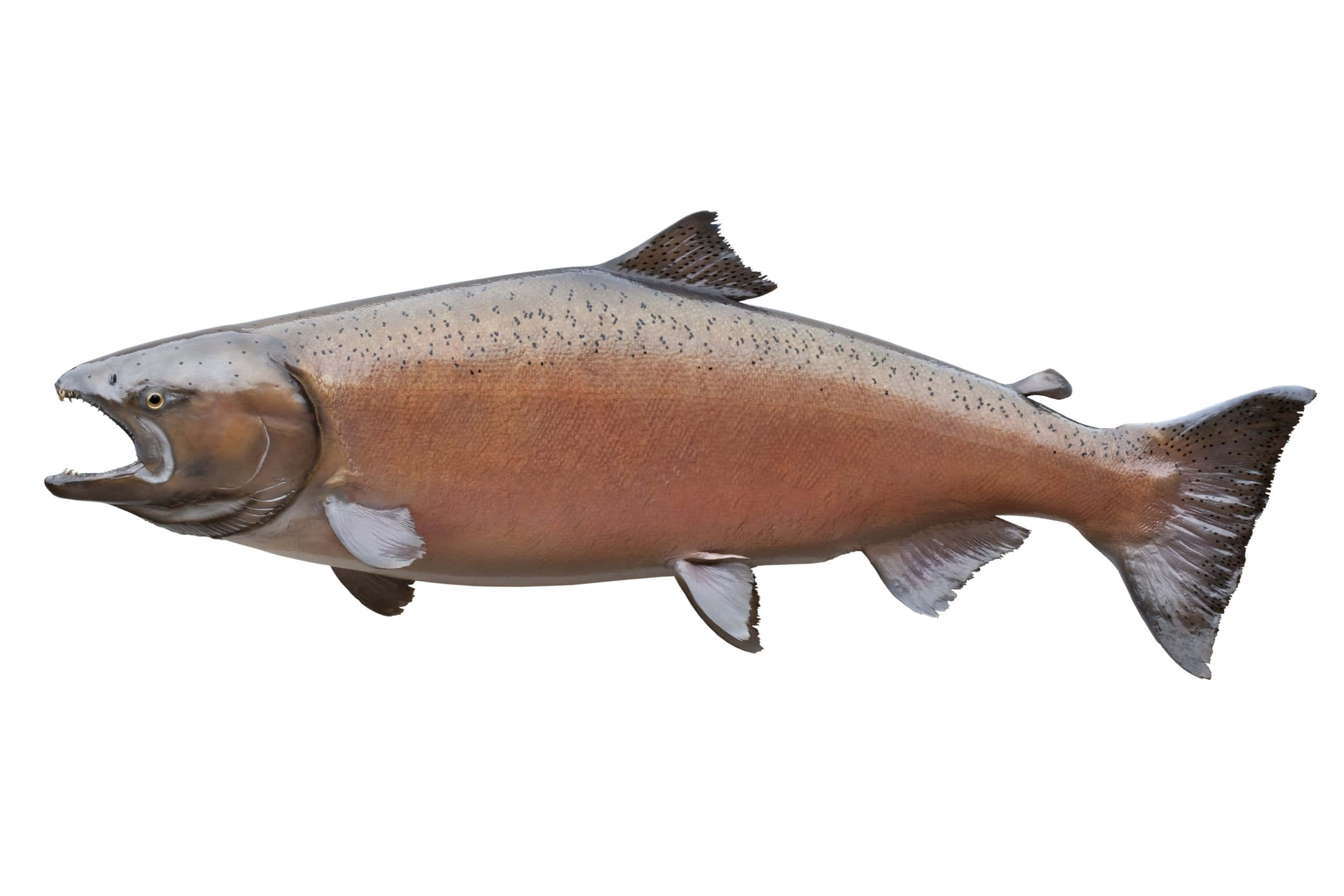 Chinook Salmon, side view, open mouth, Full HD Desktop Wallpaper