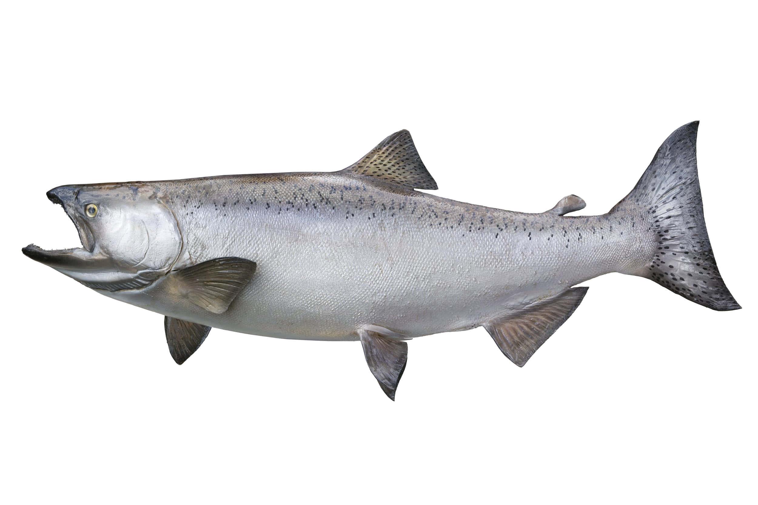 Chinook Salmon, silver, dark spots, Full HD Desktop Wallpaper