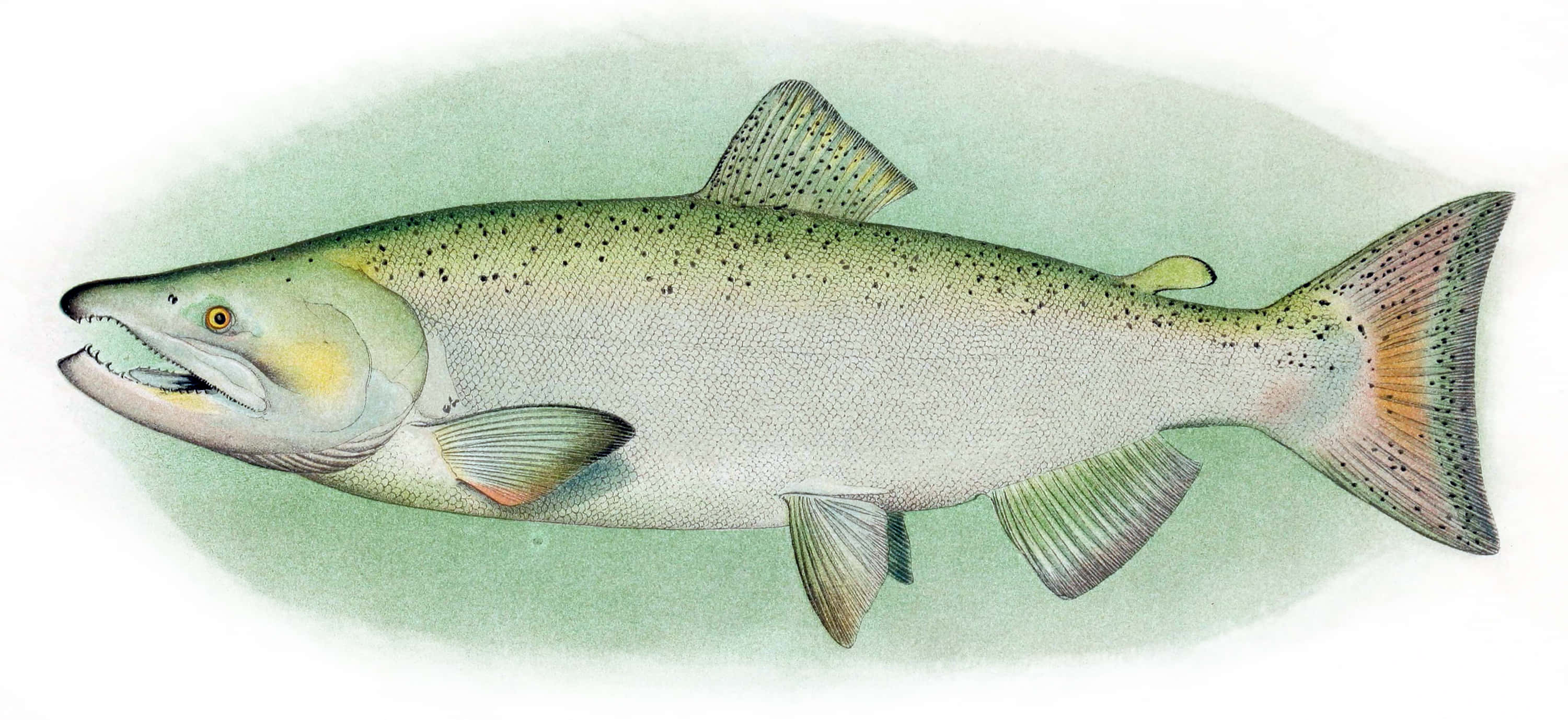 Chinook Salmon, vintage illustration, spotted greenish body, 2K Desktop Wallpaper