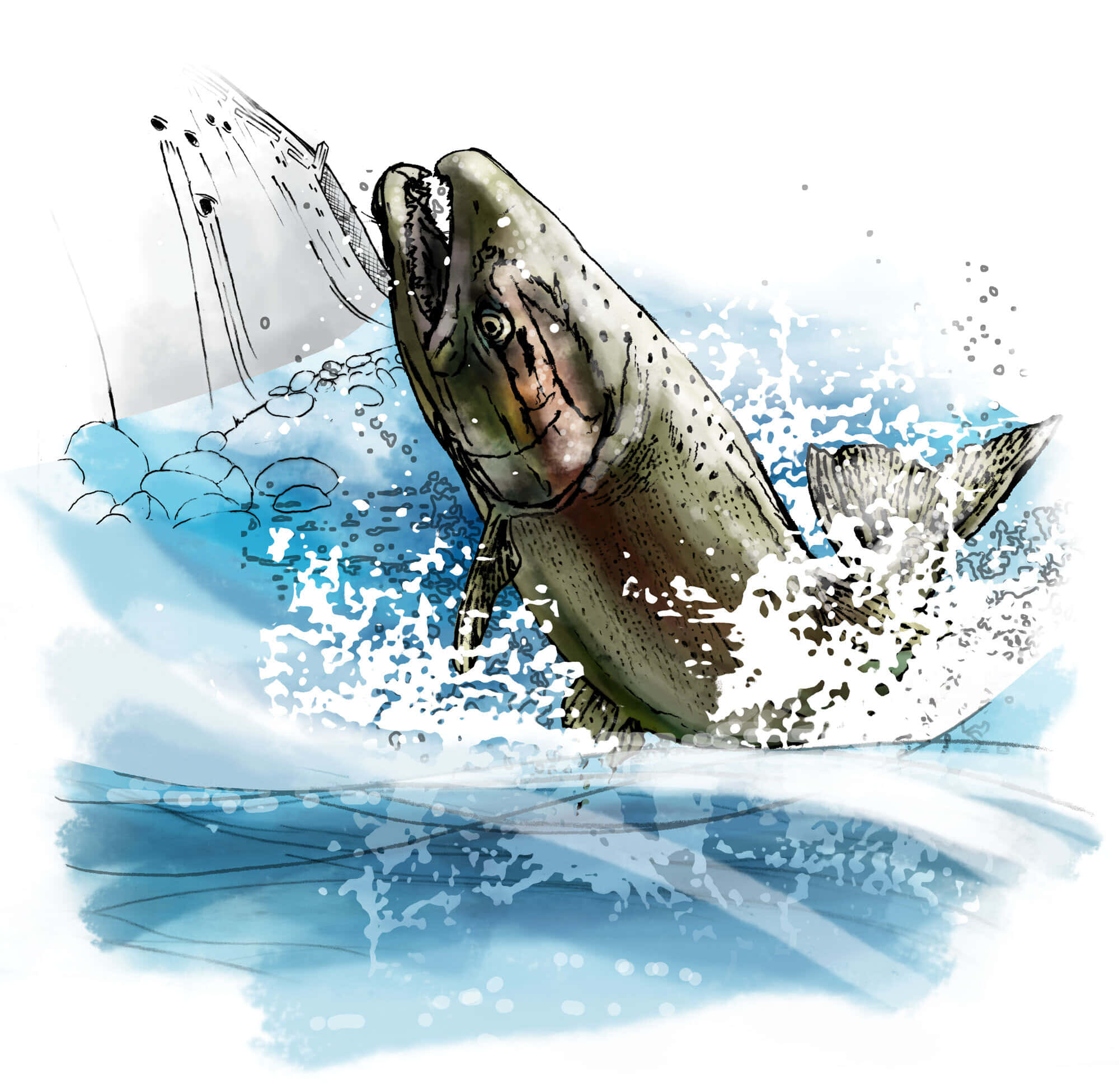 Chinook Salmon, blue water, white splashes, Full HD Desktop Wallpaper