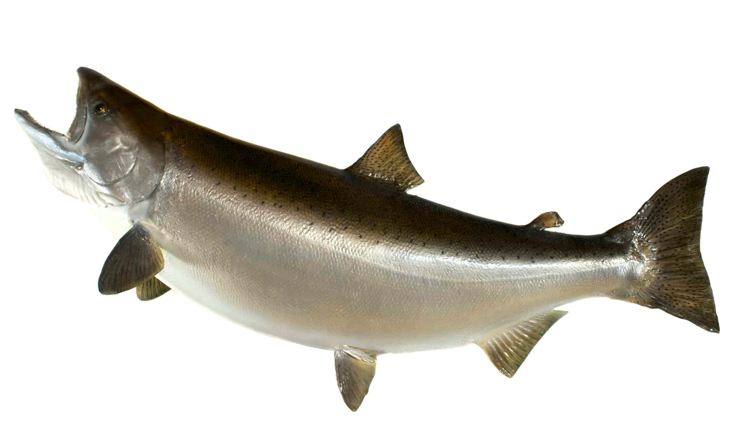 Chinook Salmon, silver sides, dark back, 2K Desktop Wallpaper