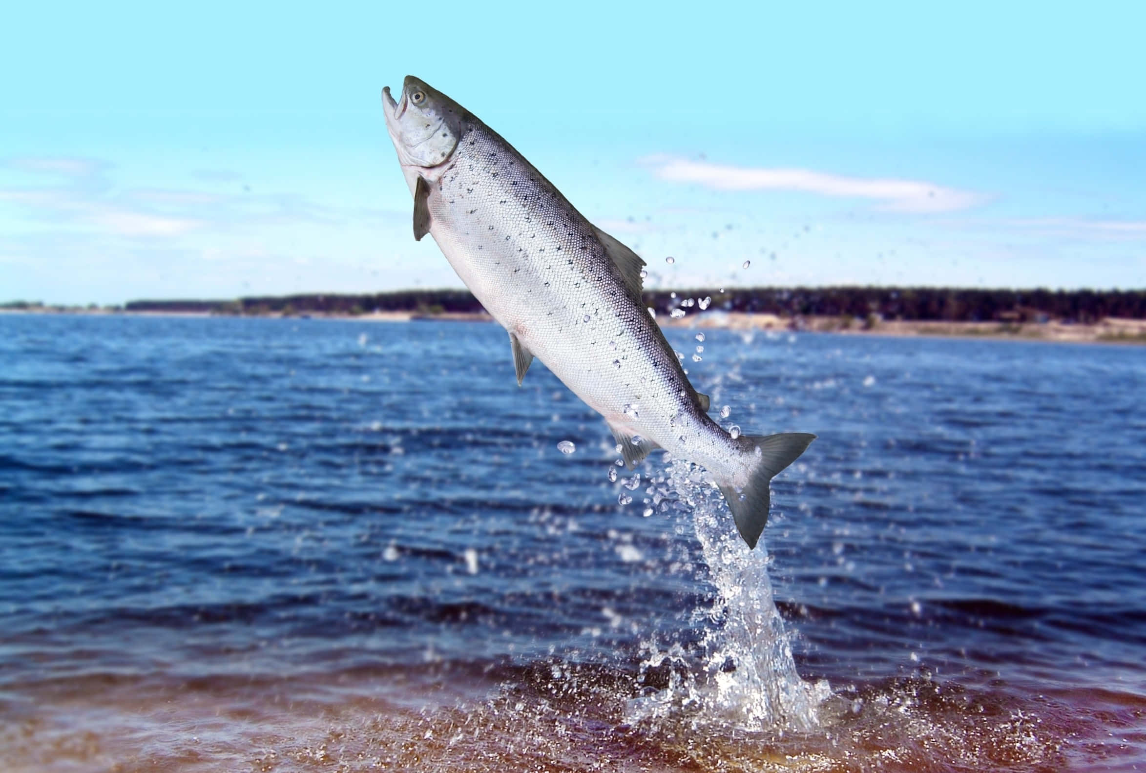 Chinook Salmon, silver, deep blue water, Full HD Desktop Wallpaper