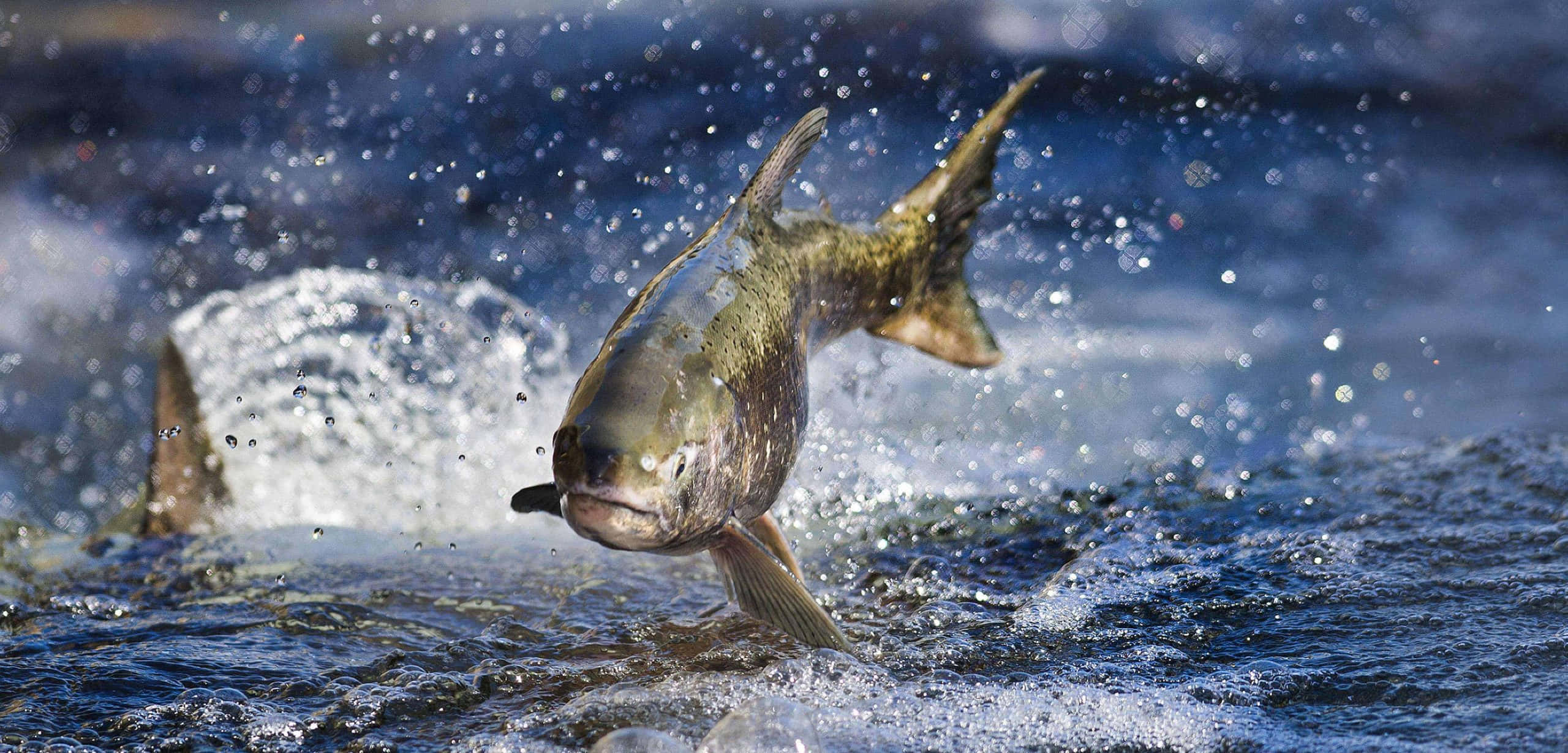 Chinook Salmon, leaping, river, 2K Desktop Wallpaper