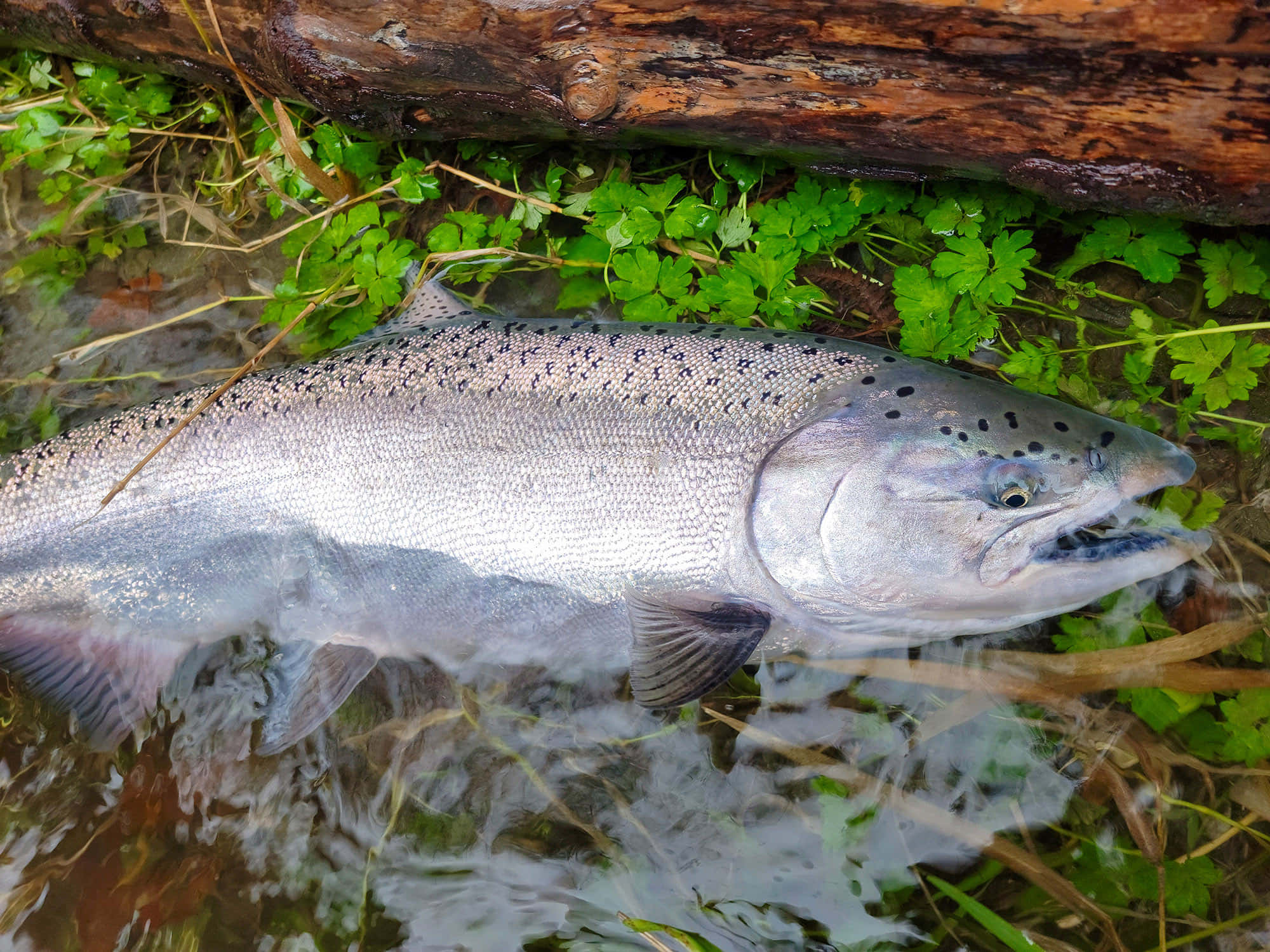Chinook Salmon, natural habitat, clear water, Full HD Desktop Wallpaper