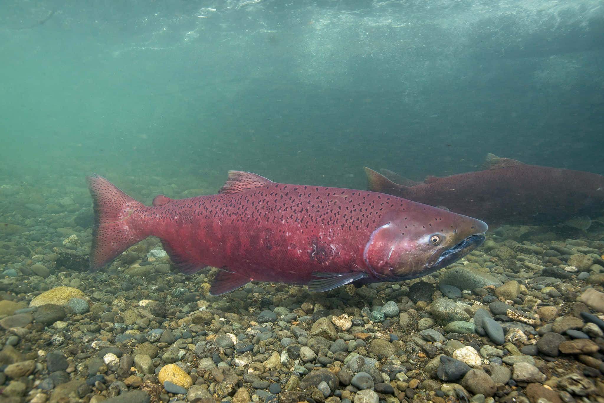 Chinook Salmon, sunlit pebble riverbed, clear turquoise water, Full HD Desktop Wallpaper