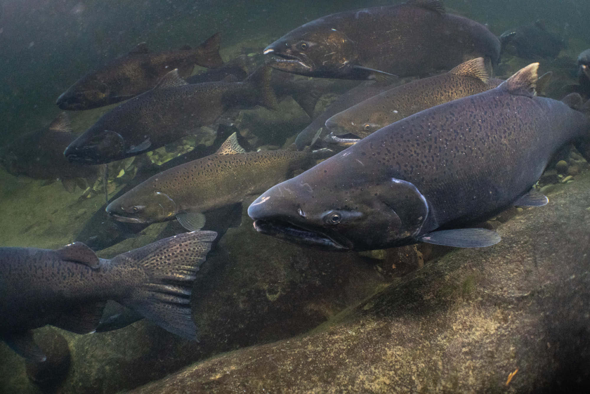 Chinook Salmon, mossy river rocks, murky green water, Full HD Desktop Wallpaper