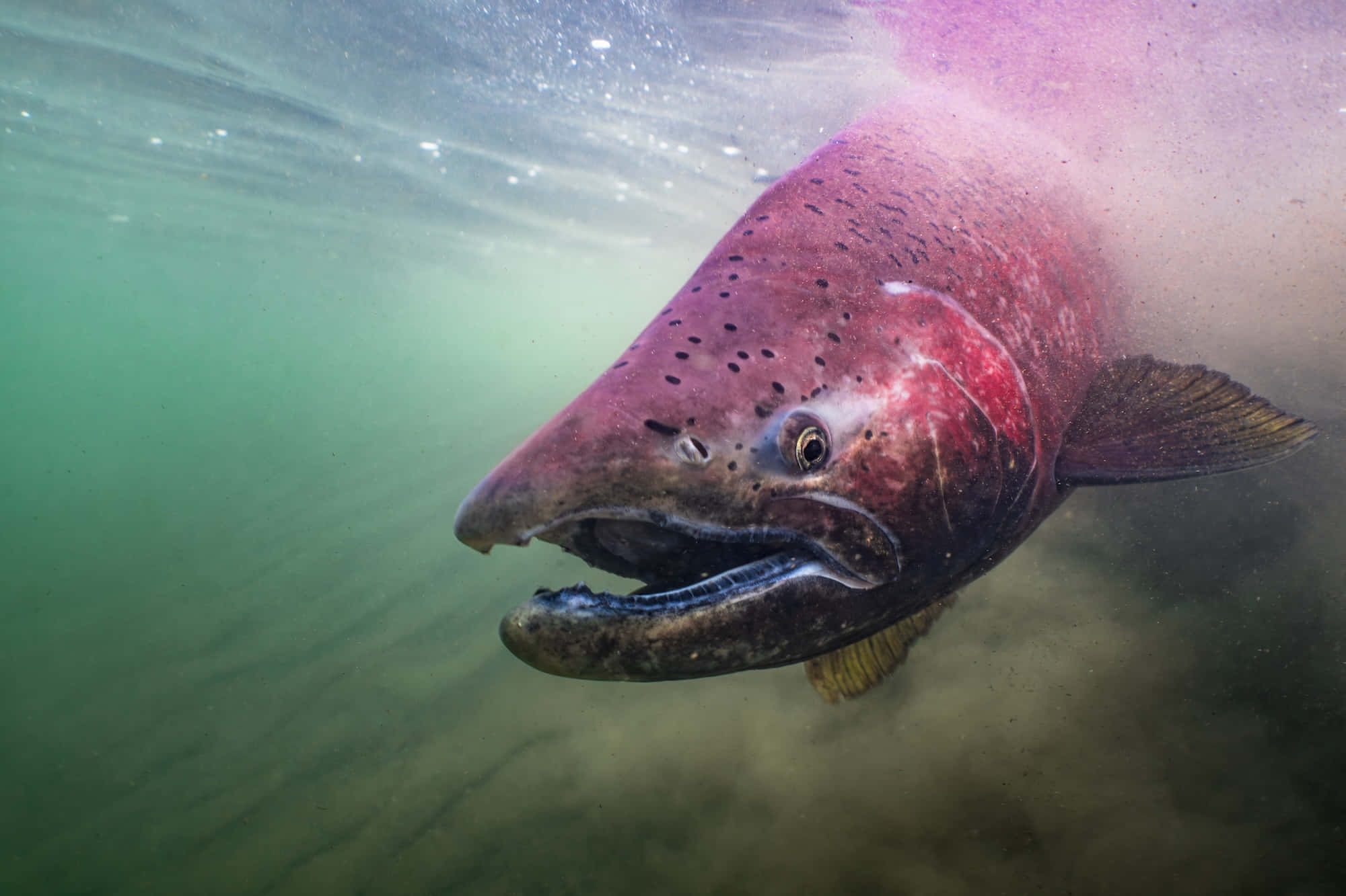 Chinook Salmon, underwater, sunlight, Full HD Desktop Wallpaper