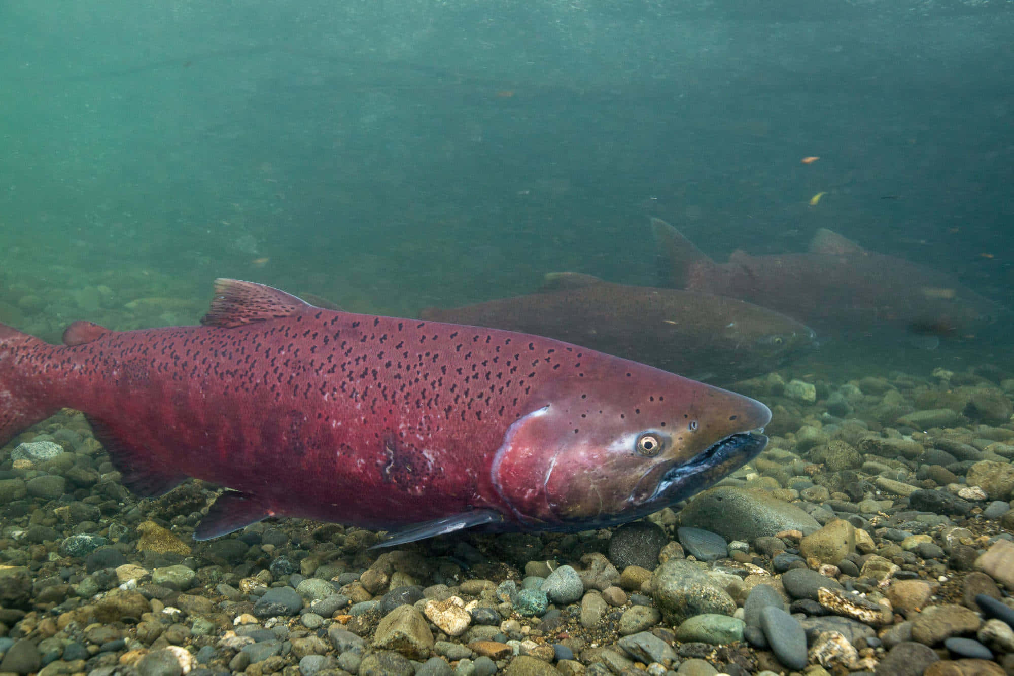 Chinook Salmon, rocky riverbed, greenish water, Full HD Desktop Wallpaper