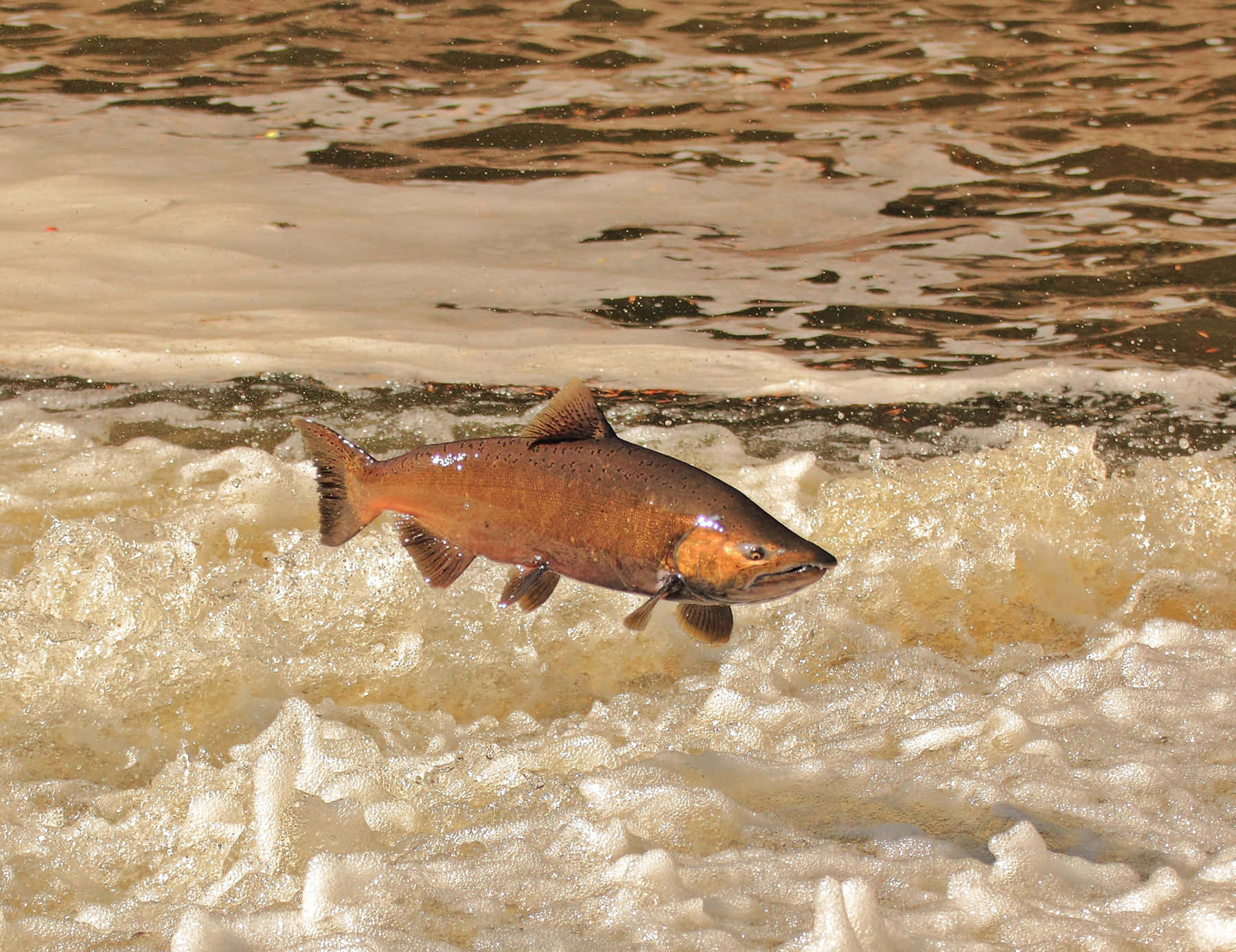 Chinook Salmon, leaping, river, HD Desktop Wallpaper