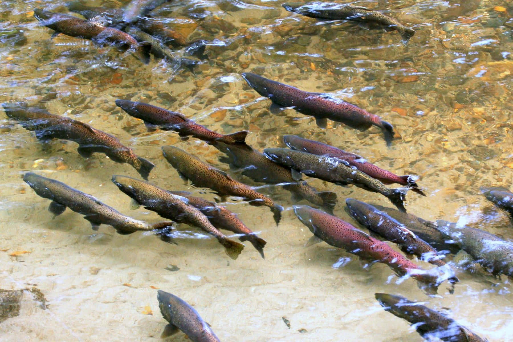 Chinook Salmon, spawning stream, clear shallow water, HD Desktop Wallpaper