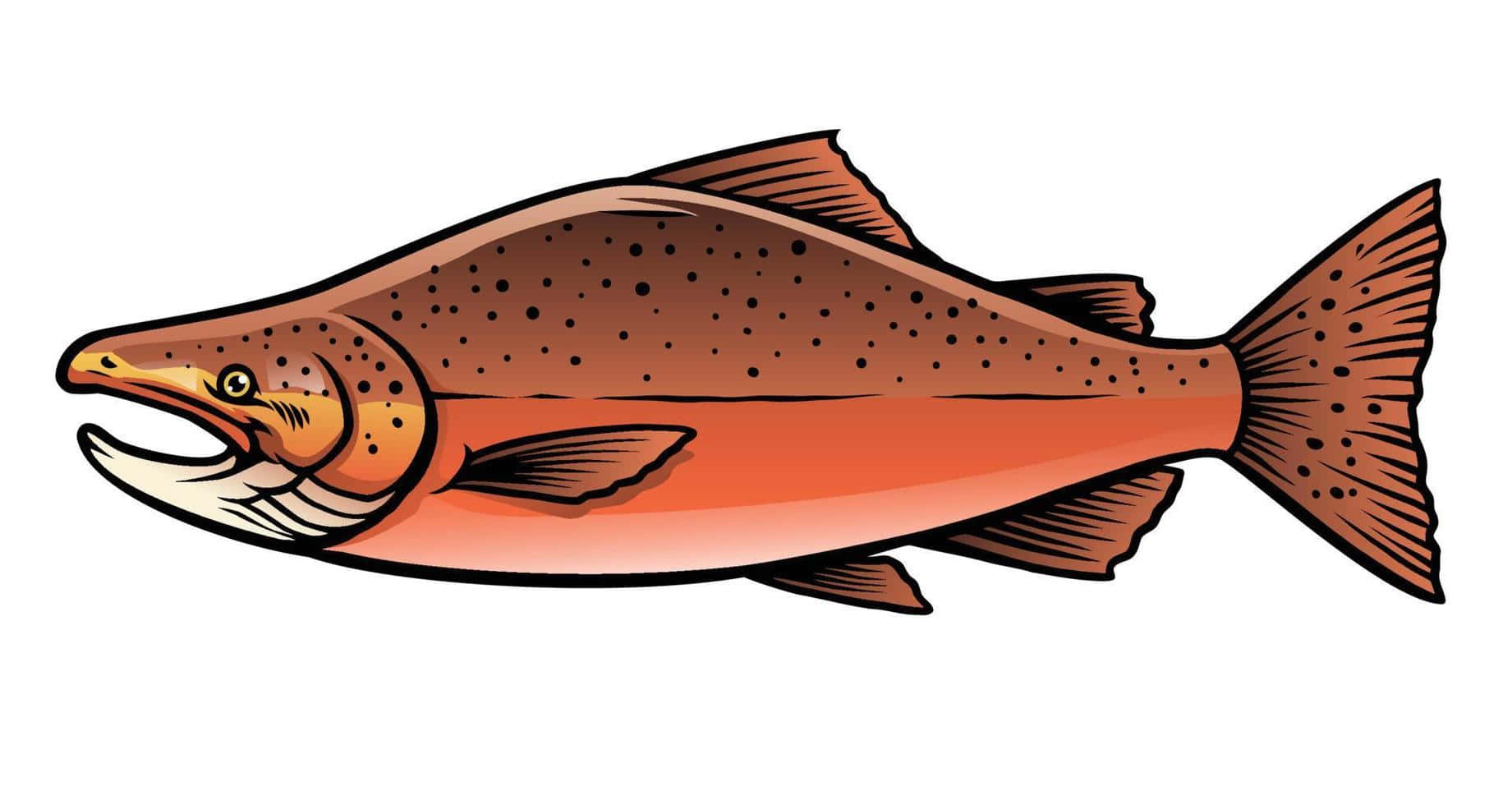 Chinook Salmon, orange underbelly, brown back, HD Desktop Wallpaper