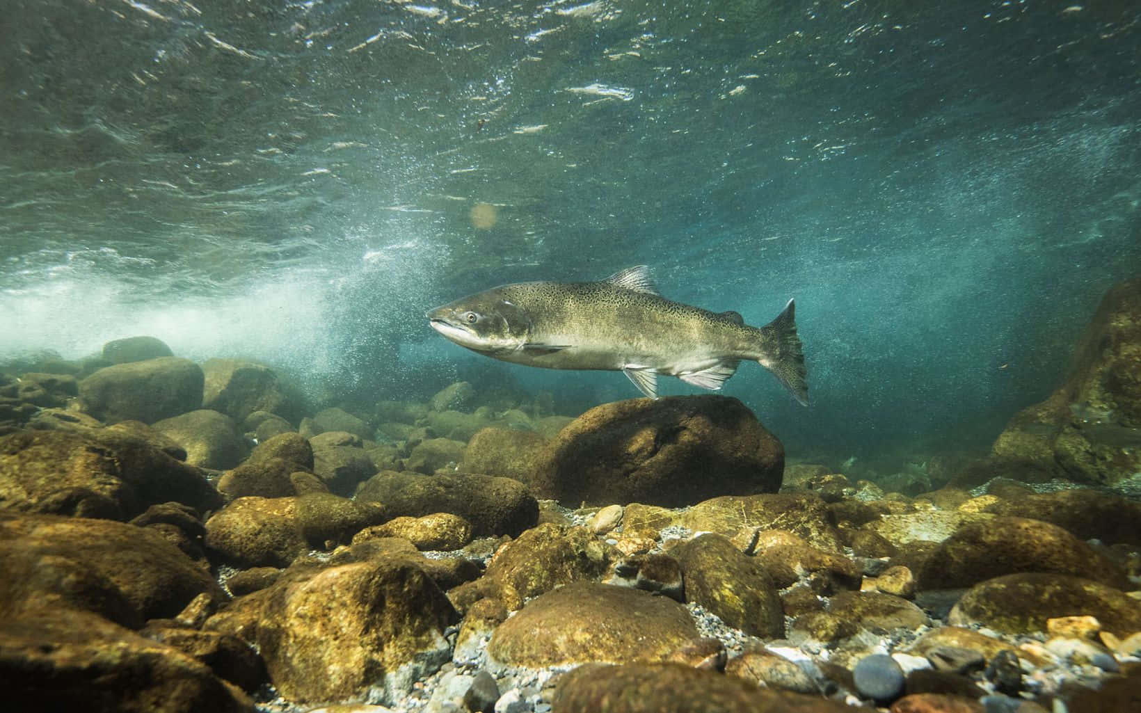 Chinook Salmon, sunlit river rocks, rippling turquoise water, HD Desktop Wallpaper