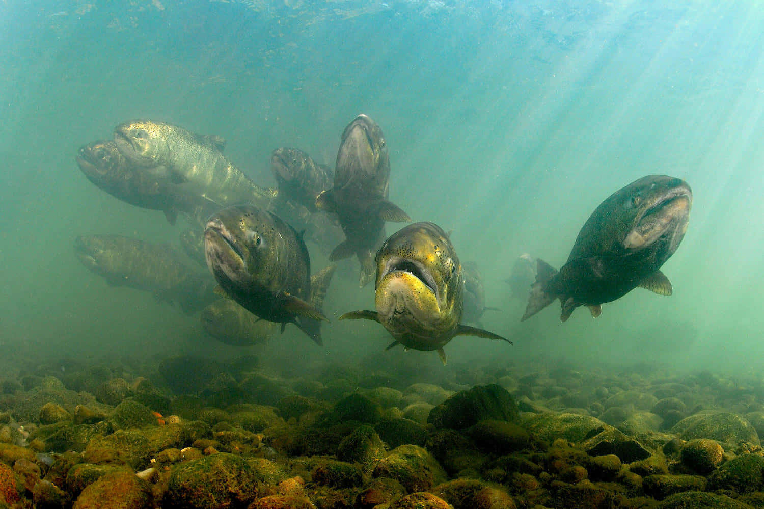 Chinook Salmon, school, sunlit greenish water, HD Desktop Wallpaper