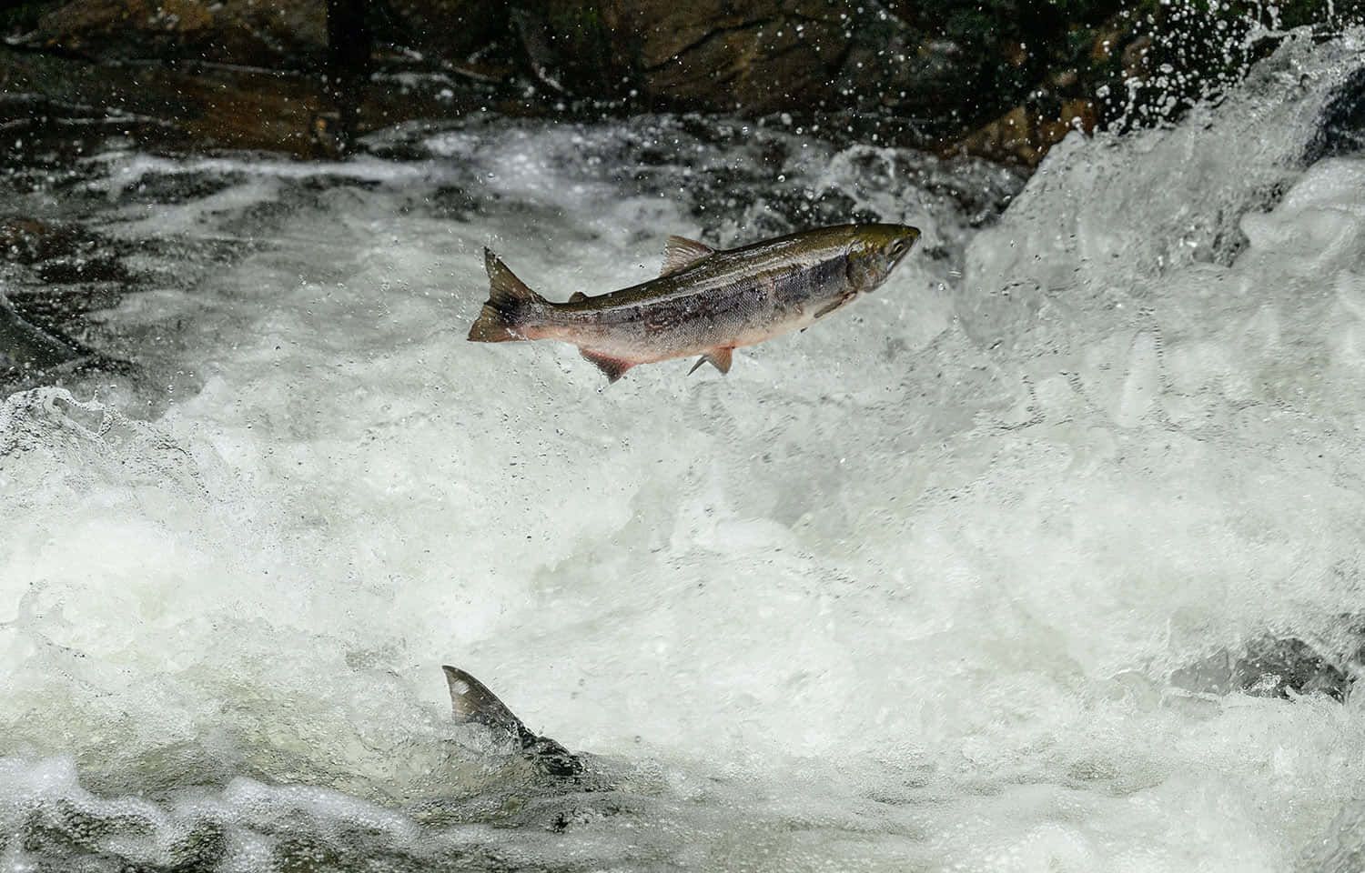Chinook Salmon, leaping upstream, foamy whitewater, HD Desktop Wallpaper