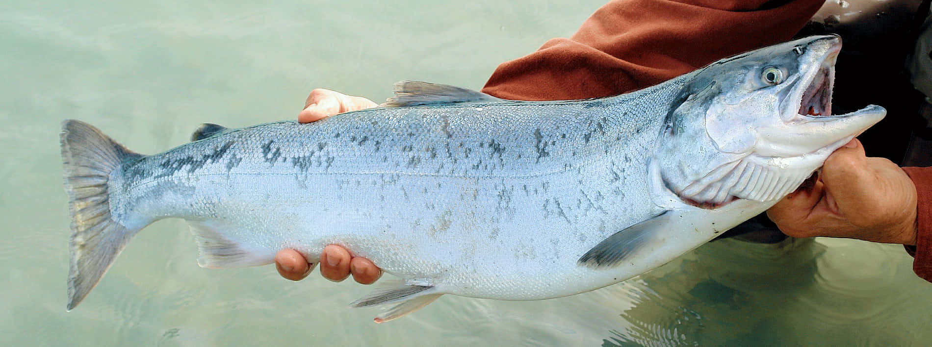 Chinook Salmon, silver, open mouth, HD Desktop Wallpaper