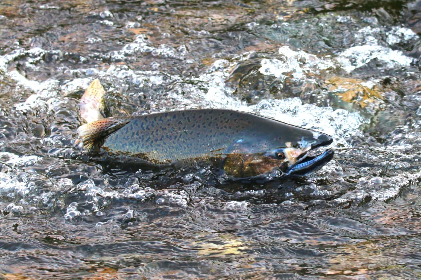 Chinook Salmon, upstream journey, rushing river water, HD Desktop Wallpaper