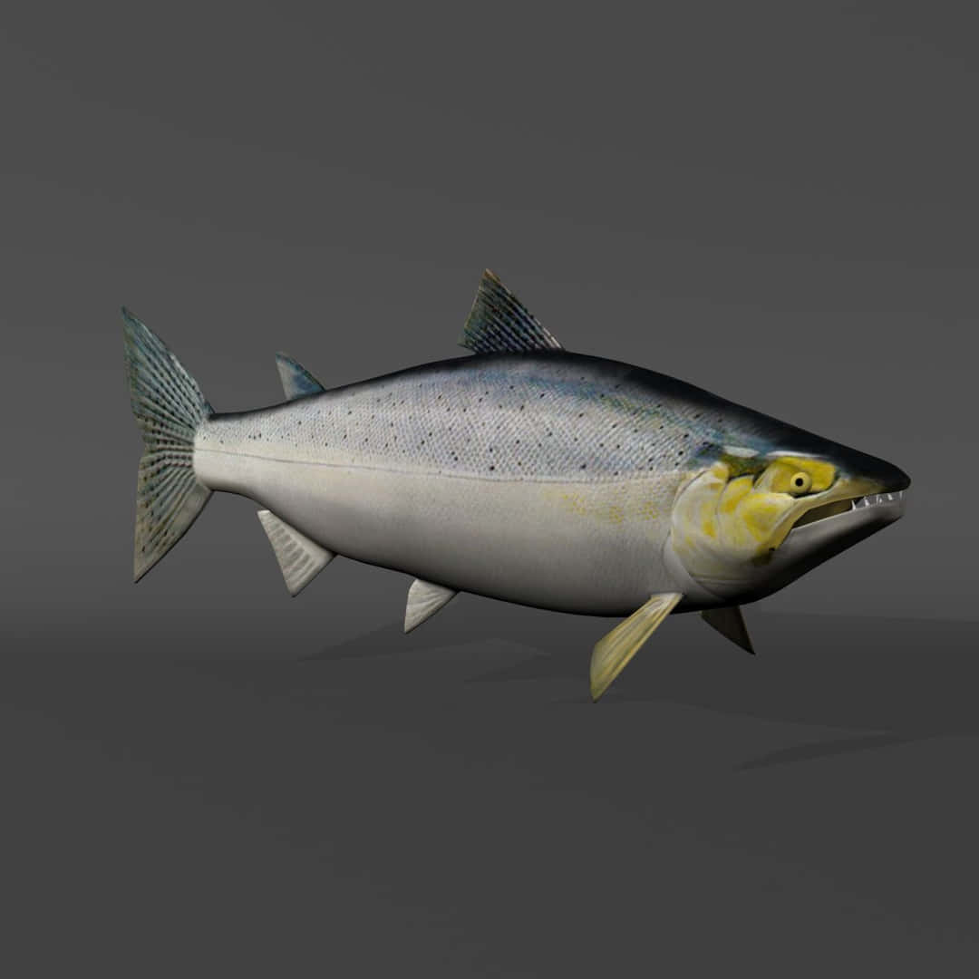 Chinook Salmon, 3 D Model, silver scales, SD Desktop Wallpaper