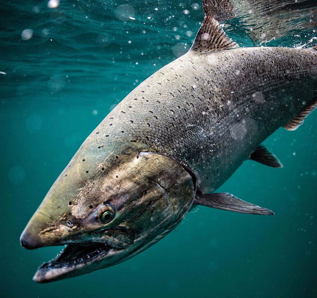 Chinook Salmon, underwater, teal water, SD Desktop Wallpaper