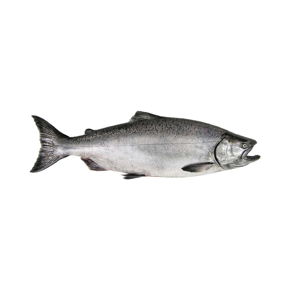 Chinook Salmon, silver, open mouth, SD Desktop Wallpaper