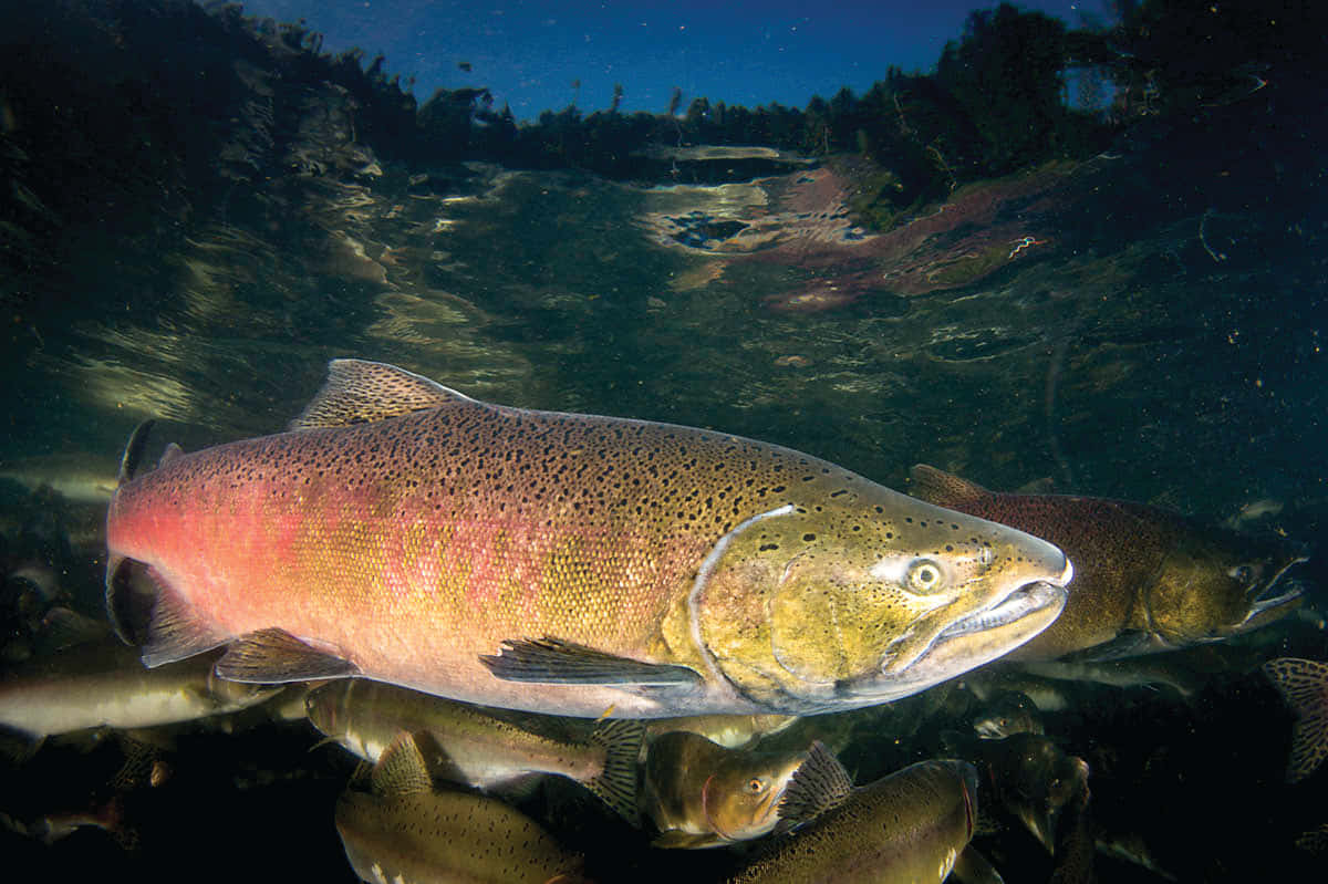 Chinook Salmon, vibrant pink, clear water, SD Desktop Wallpaper