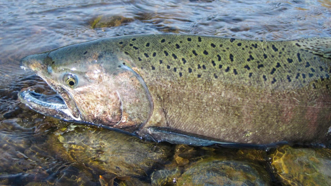 Chinook Salmon, natural habitat, clear shallow water, HD Desktop Wallpaper