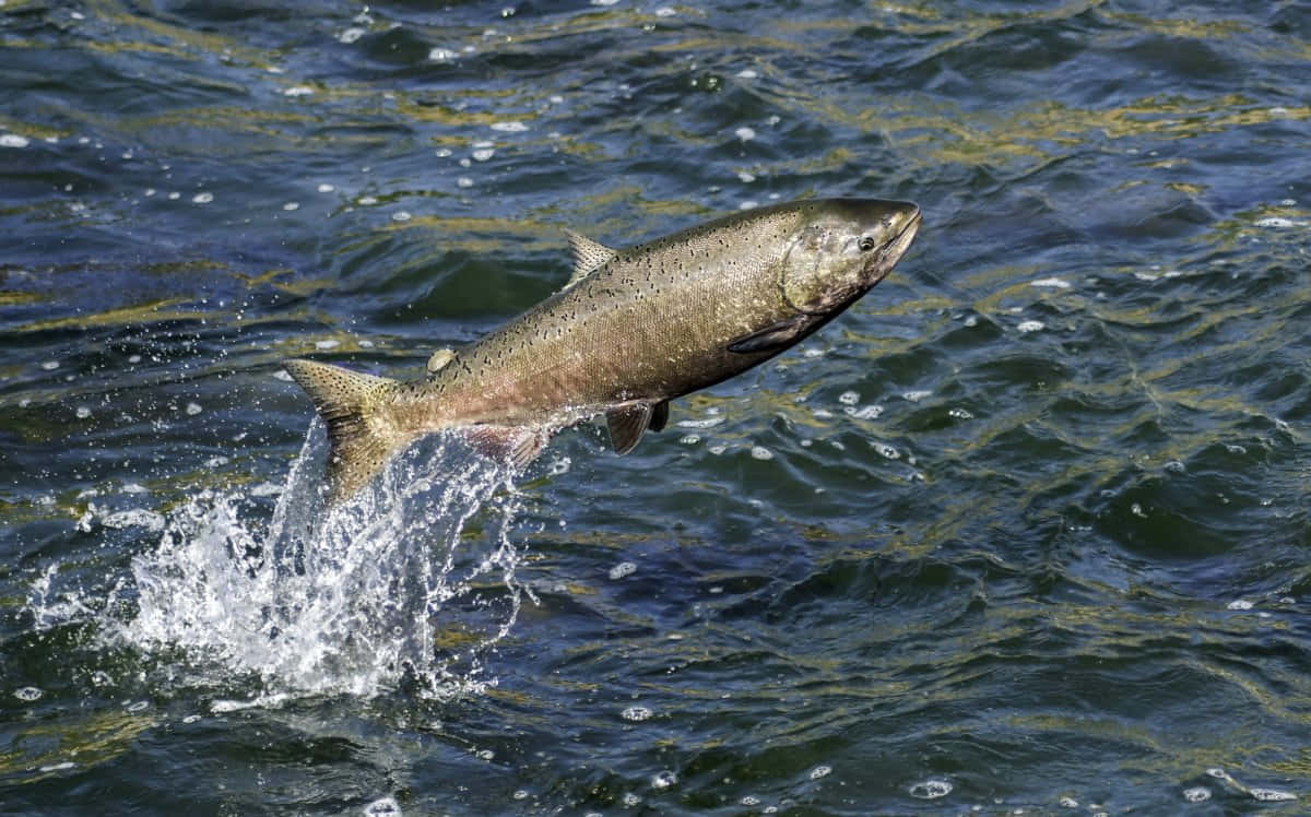 Chinook Salmon, silver, dark rippling water, SD Desktop Wallpaper