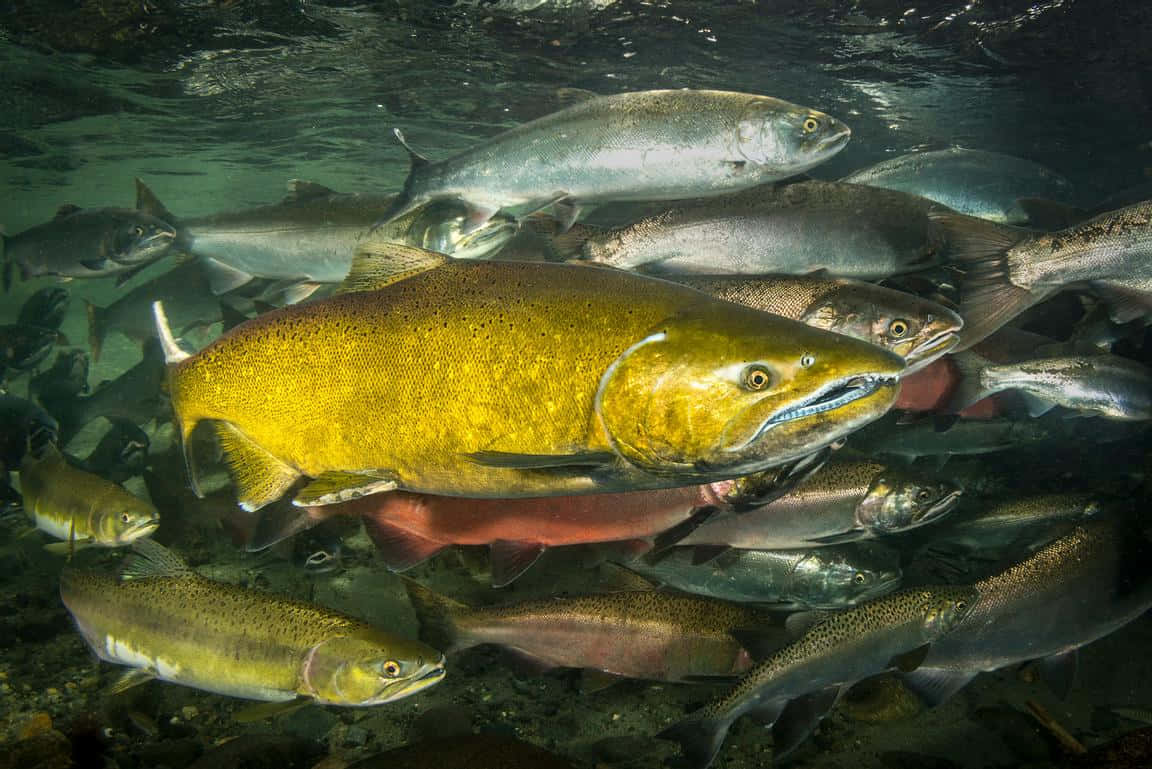 Chinook Salmon, school, underwater, SD Desktop Wallpaper