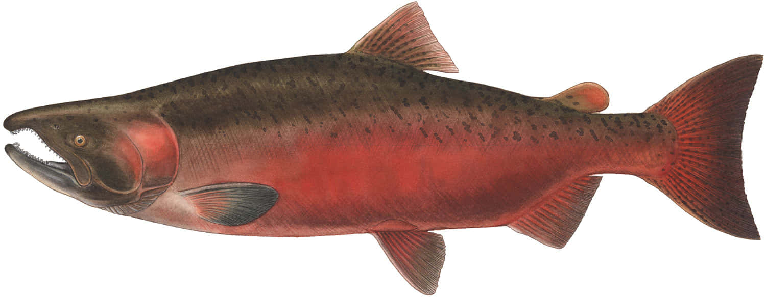 Chinook Salmon, vibrant red belly, spotted dark back, HD Desktop Wallpaper