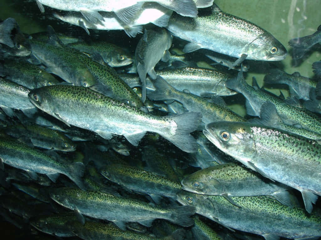 Chinook Salmon, silver, greenish spots, SD Desktop Wallpaper