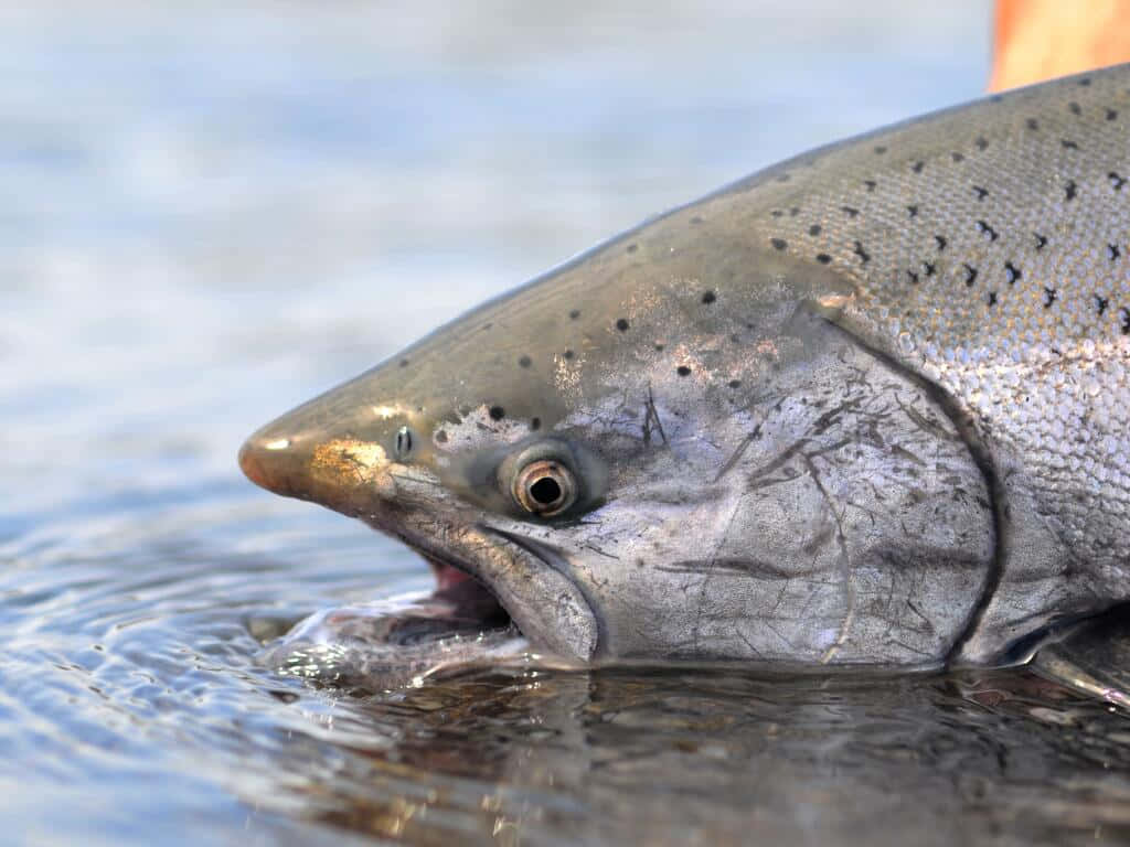 Chinook Salmon, silver, dark spots, SD Desktop Wallpaper