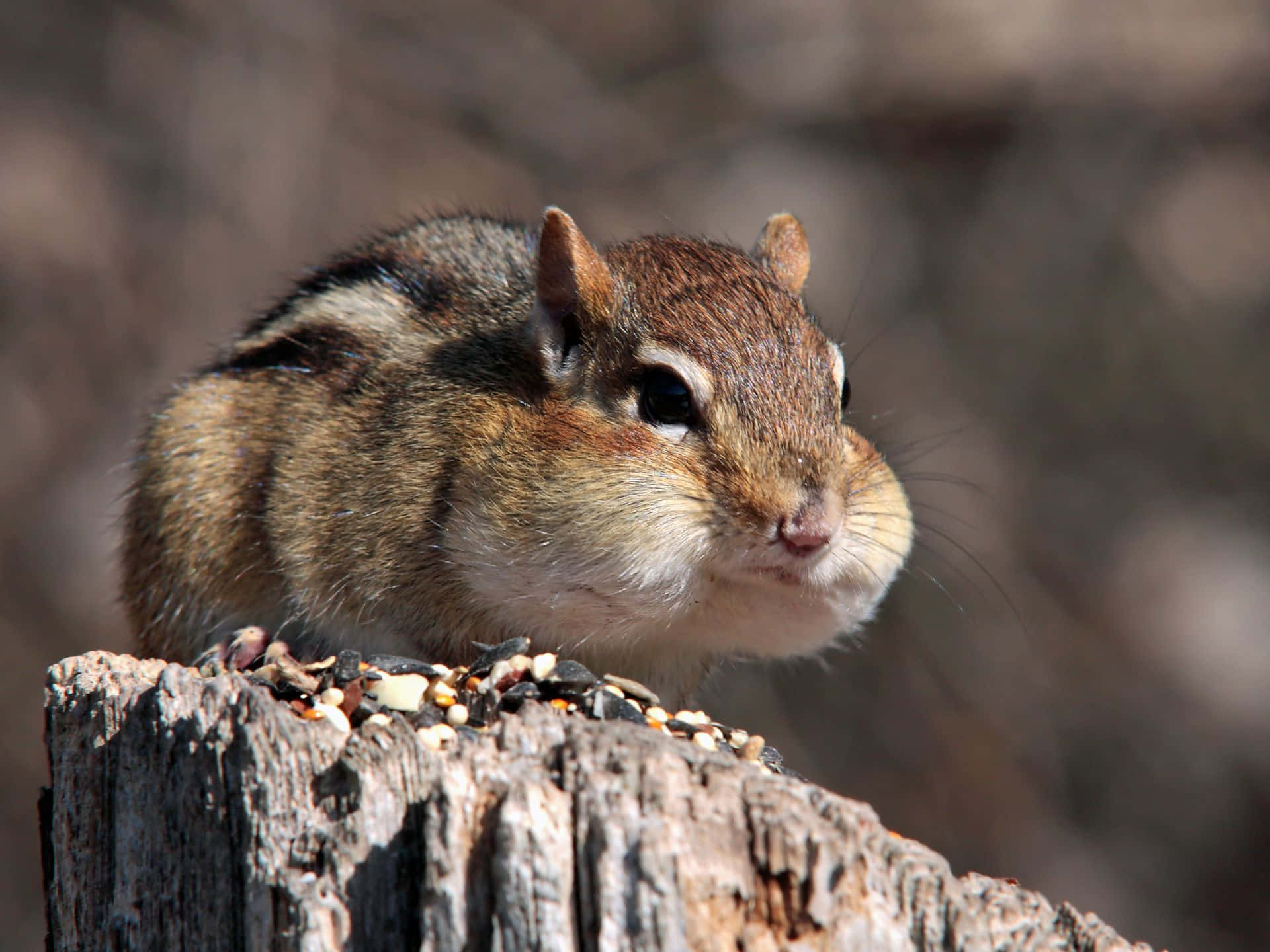 chipmunk, striped fur, weathered tree stump, Full HD Desktop Wallpaper