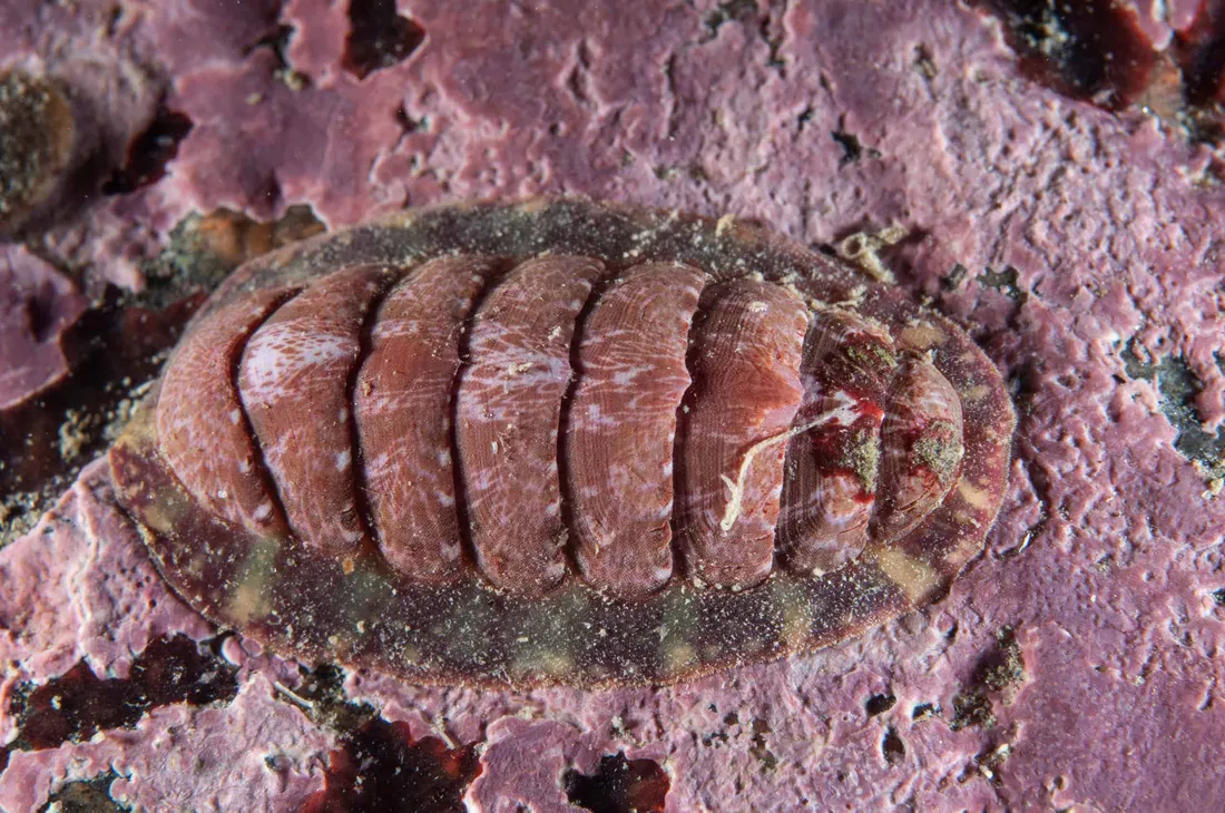 Chitonidae