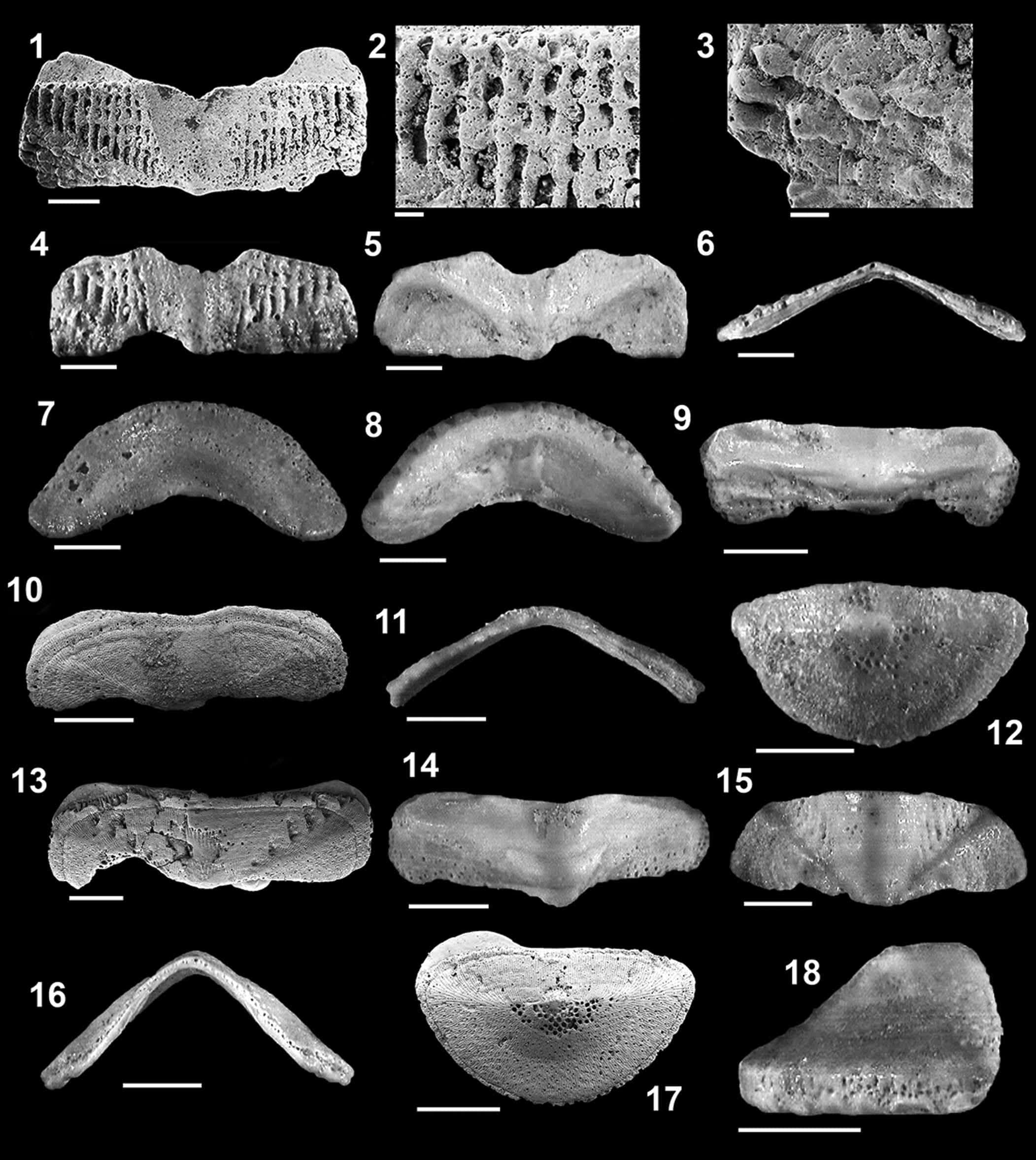 Chitonidae, fossilized coral fragments, black and white scientific diagram, Full HD Phone Wallpaper