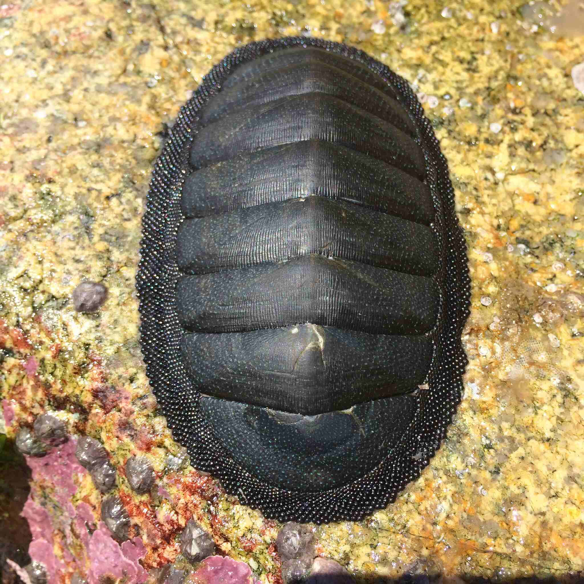 black chiton, segmented shell, wet rock, Full HD Desktop Wallpaper