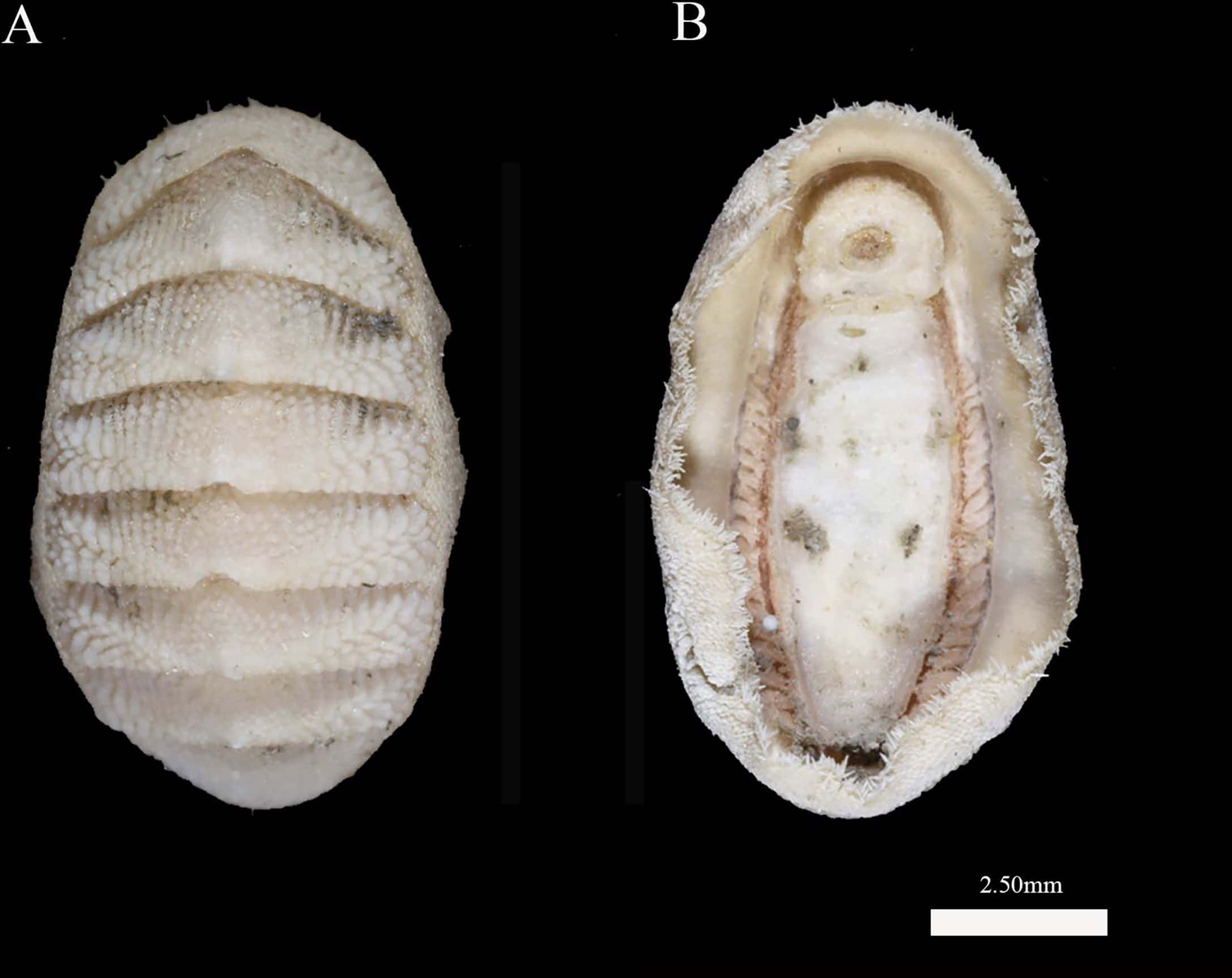 Chitonidae, white chiton shell, textured ridges, Full HD Desktop Wallpaper