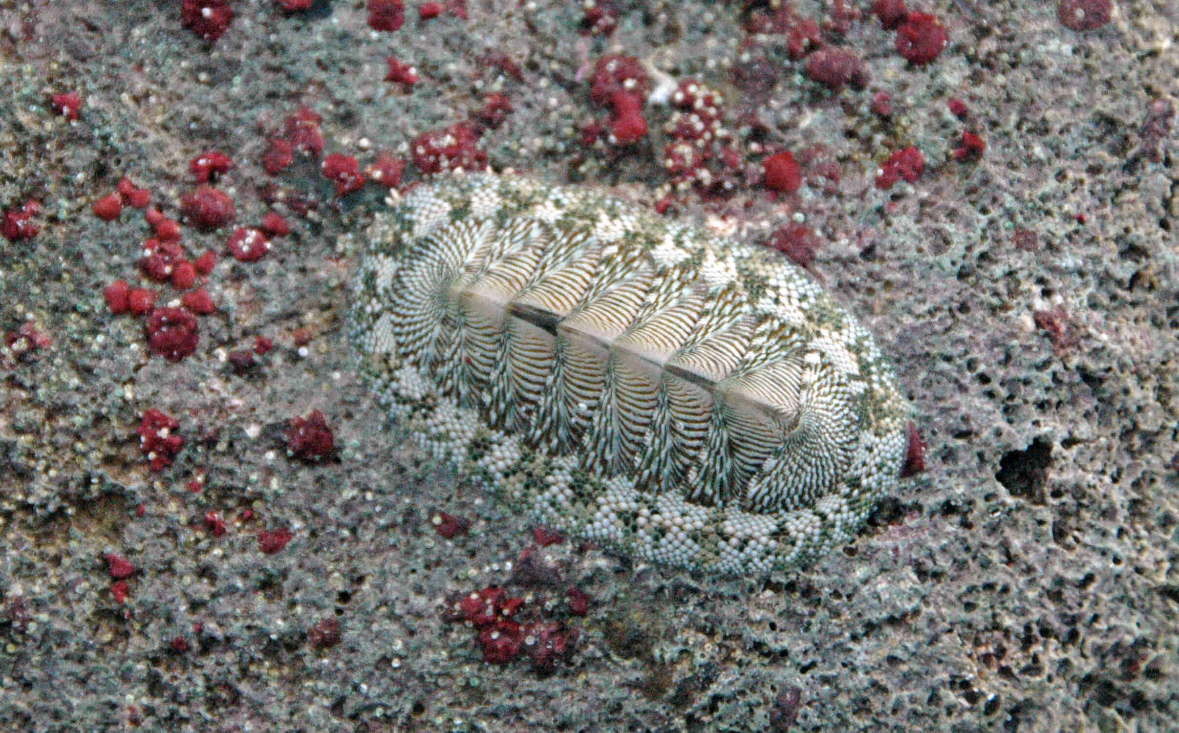 chiton, ridged shell, gray rock, Full HD Desktop Wallpaper