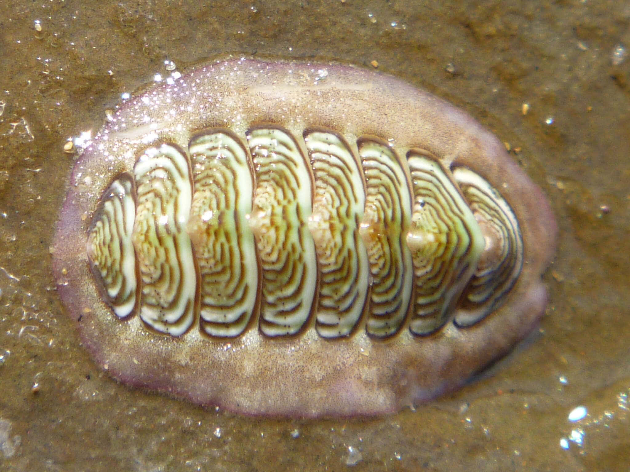 chiton, eight overlapping plates, concentric ridges, Full HD Desktop Wallpaper