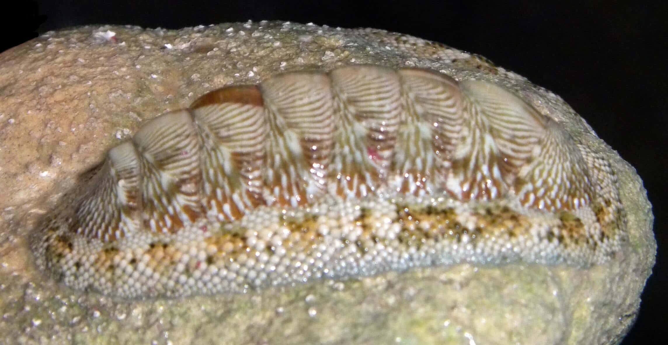 Chitonidae, molluskon, striped brown and beige plates, Full HD Desktop Wallpaper