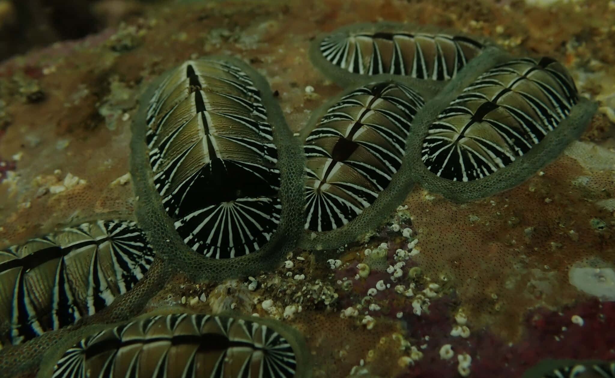 Blackand White Chitonson Rock, chitons, black and white striped shells, Full HD Desktop Wallpaper