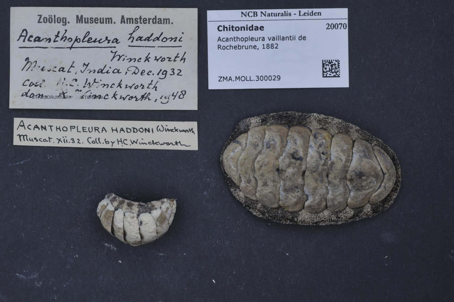 Chitonidae, preserved chiton specimen, two shells, Full HD Desktop Wallpaper